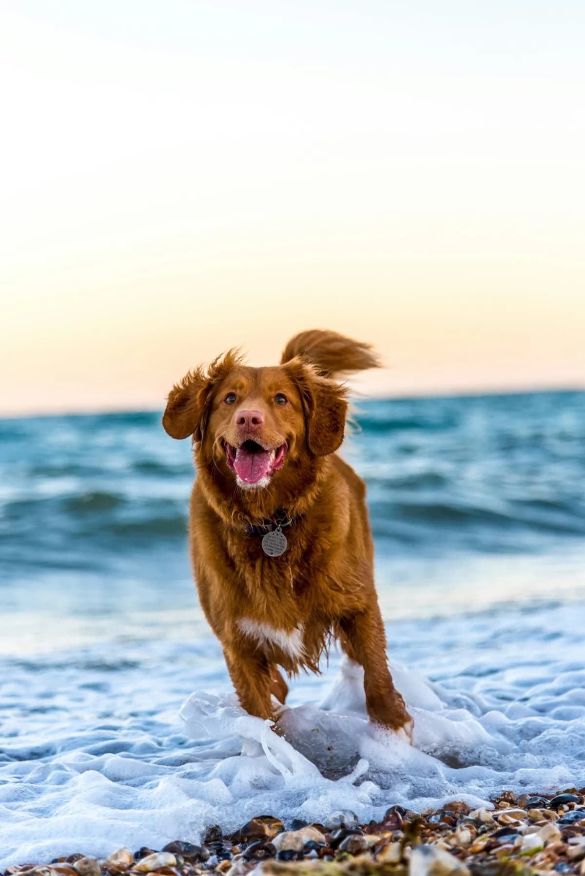 Cão feliz a correr pelas ondas do mar na praia