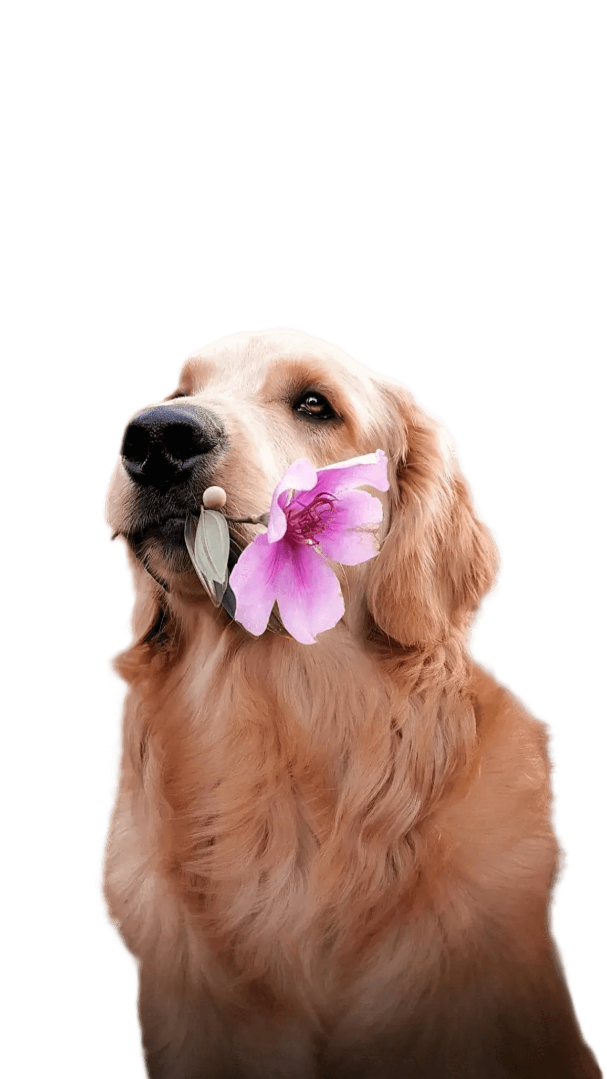 Golden retriever a segurar uma flor rosa na boca