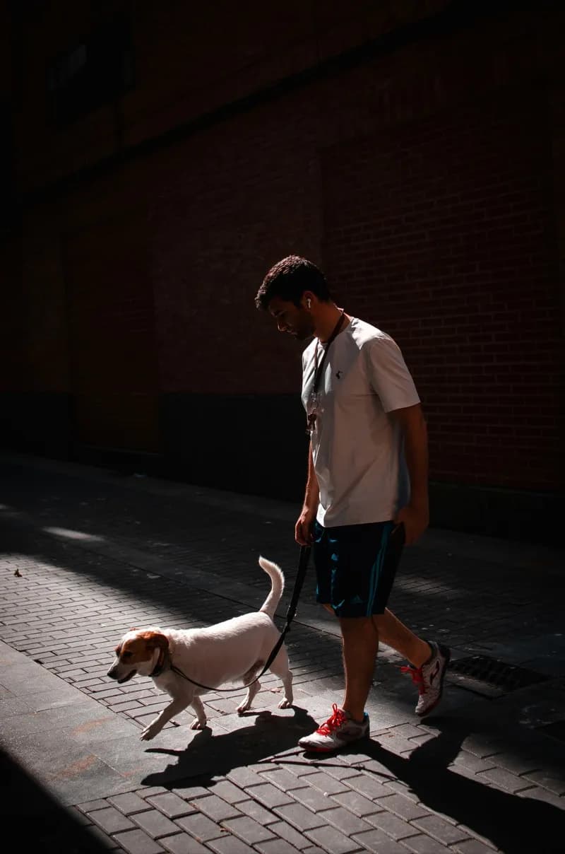 Pessoa a passear o seu cão sob luz quente do sol