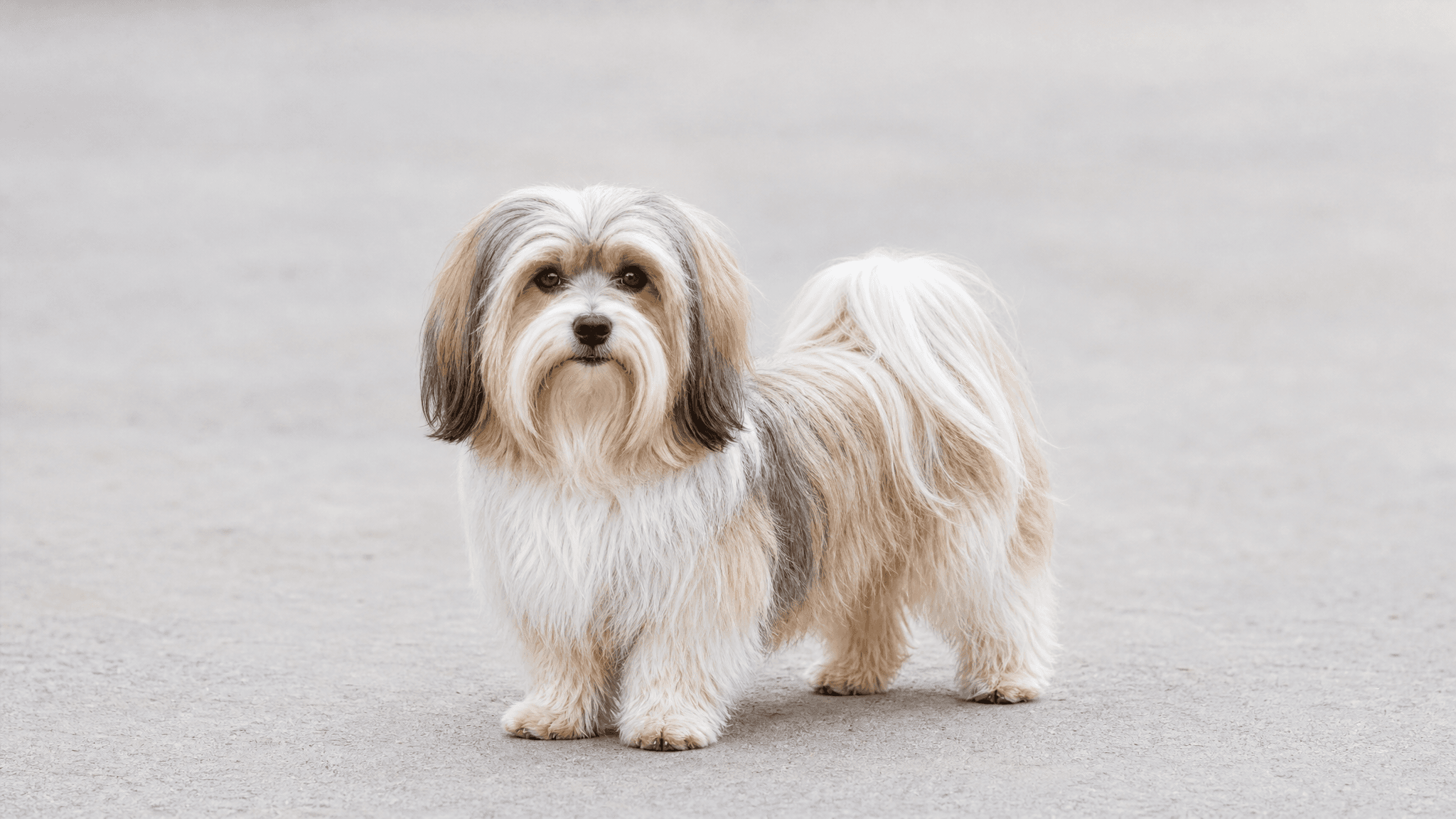 Bichon Havanês