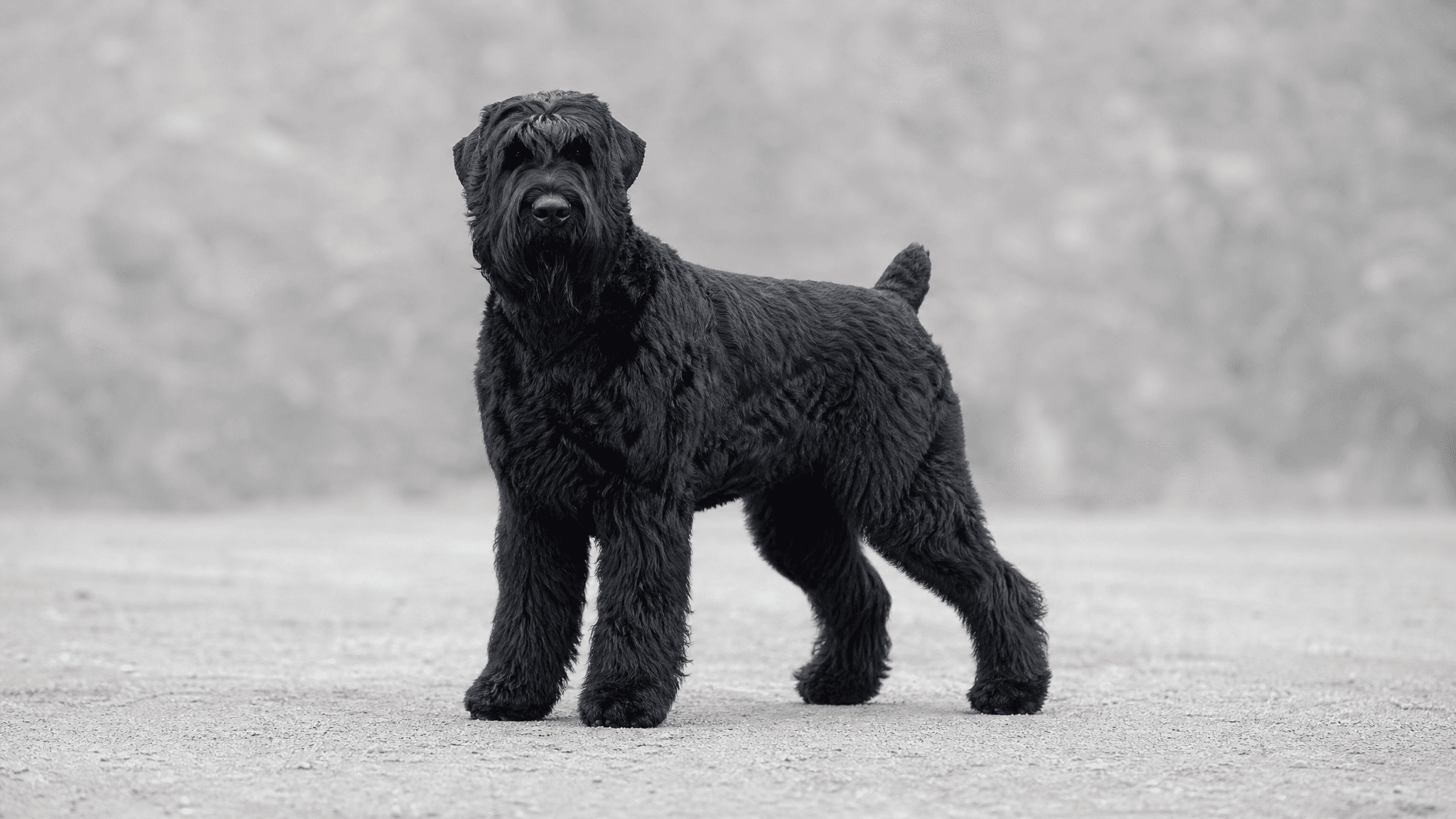 Terrier Preto Russo