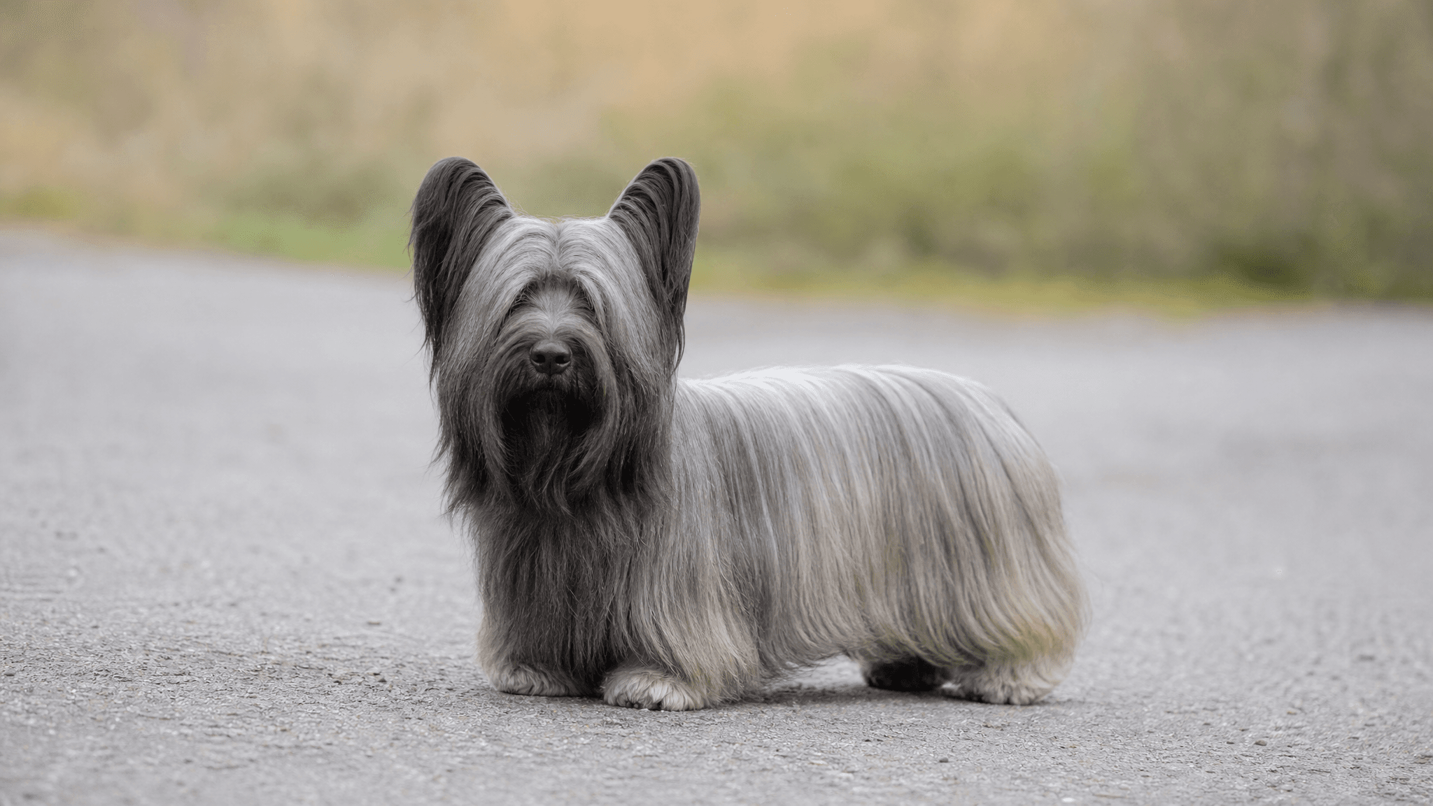 Skye Terrier
