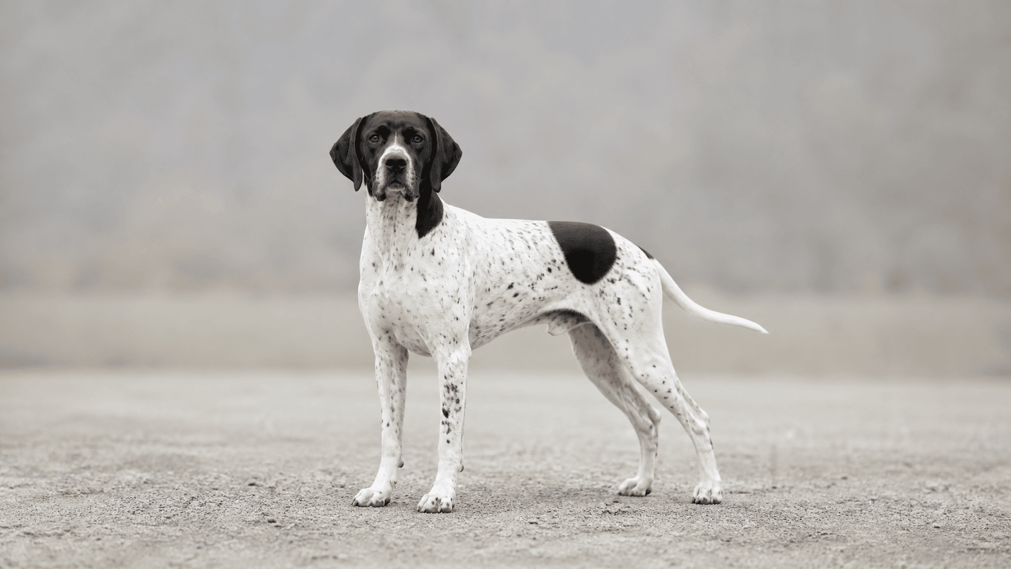 Pointer Inglés