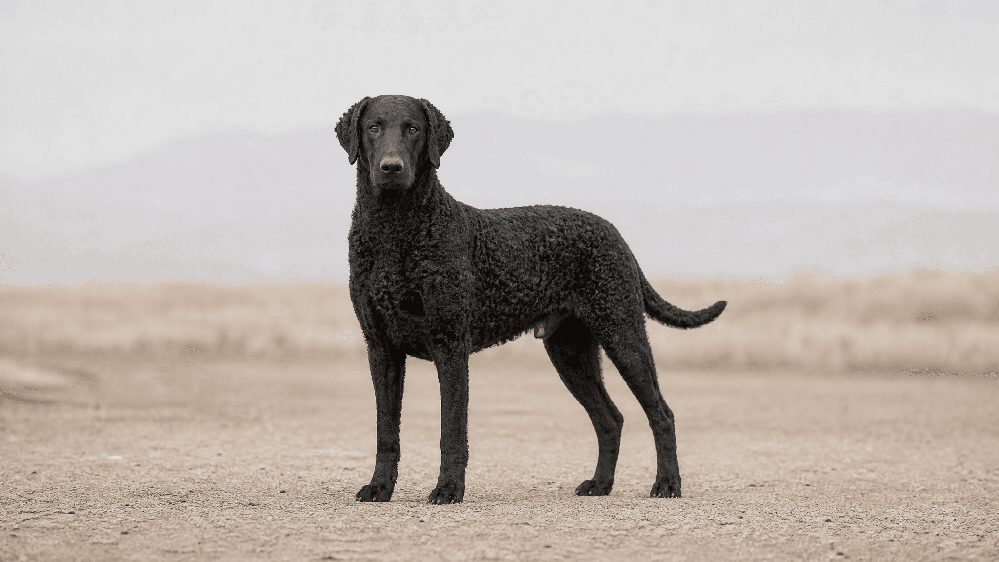Retriever De Pelo Rizado