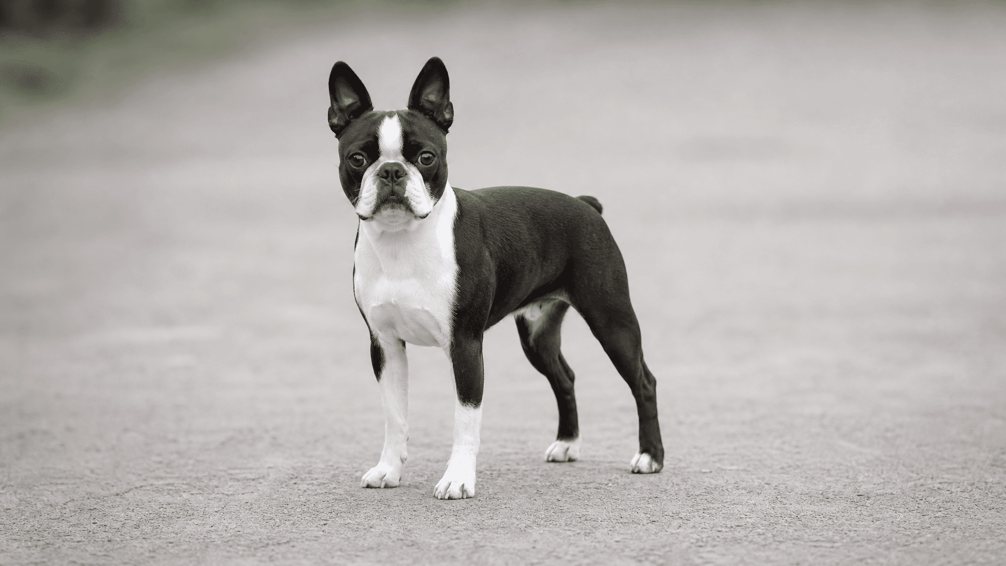 Boston Terrier