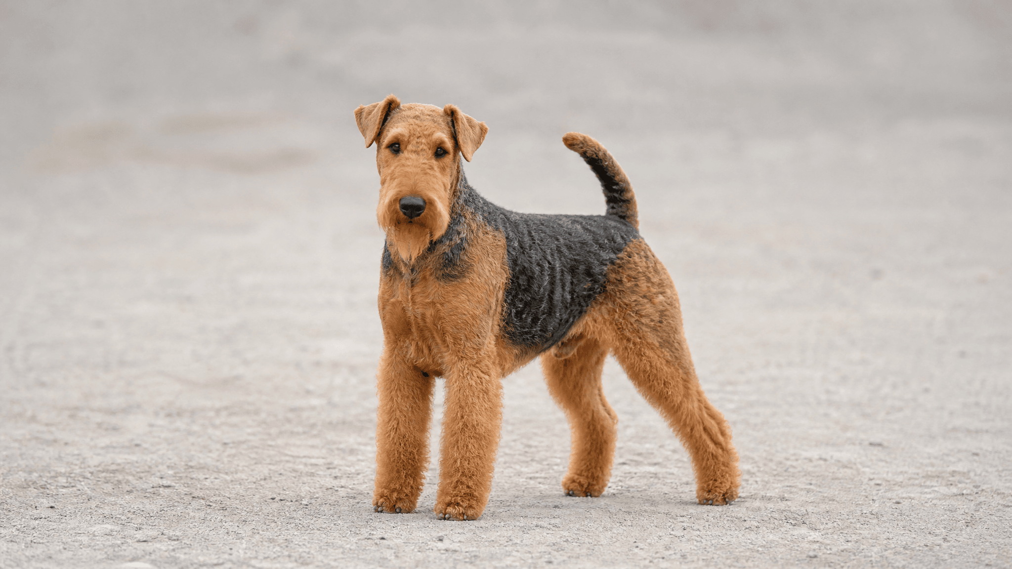 Airedale Terrier