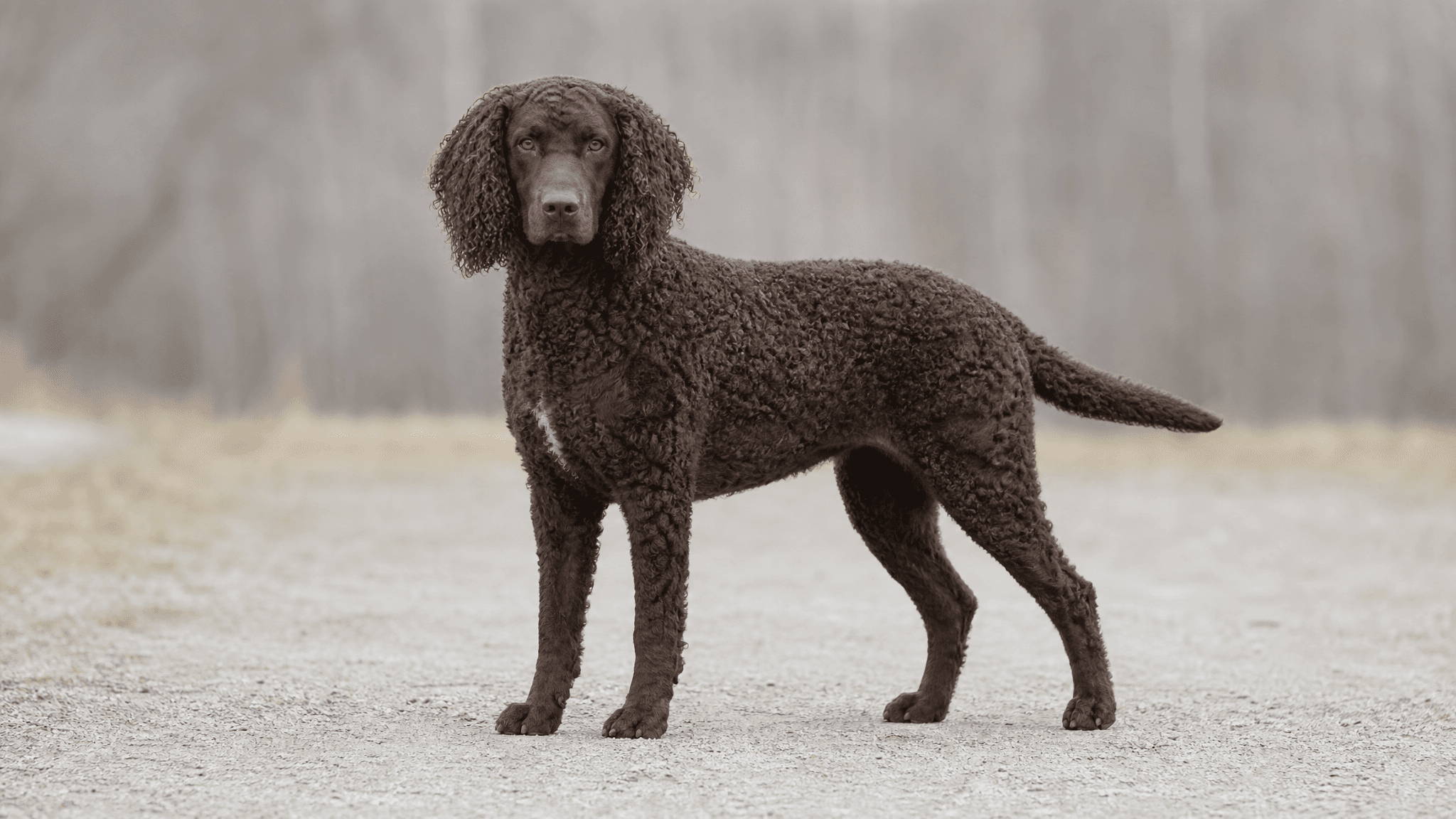 American Water Spaniel