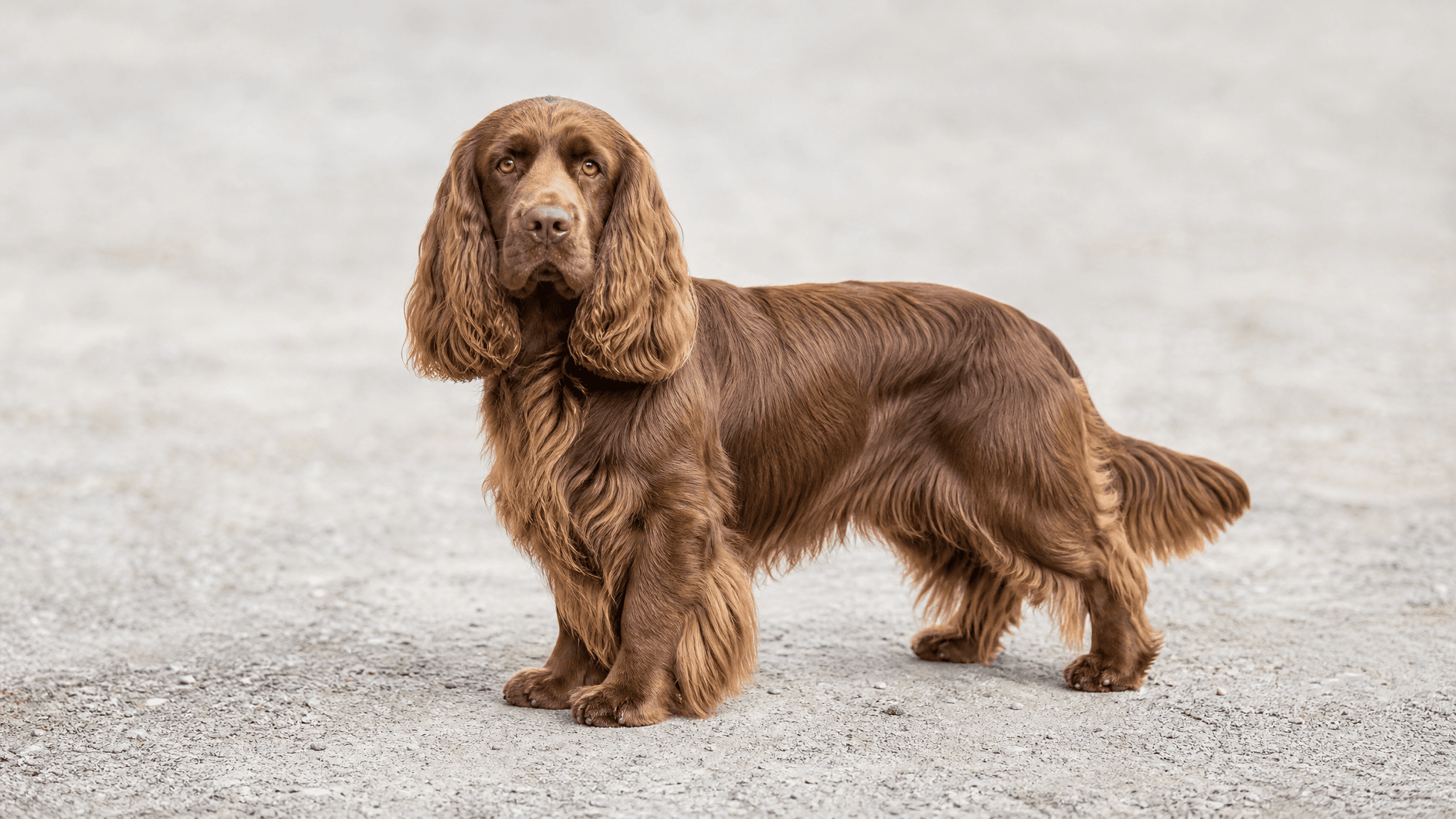 Sussex Spaniel