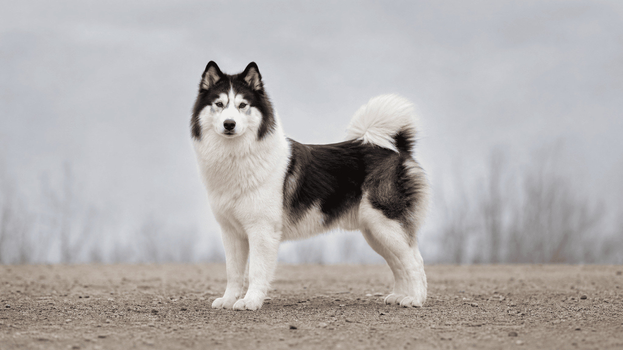 Laika De Yakutia