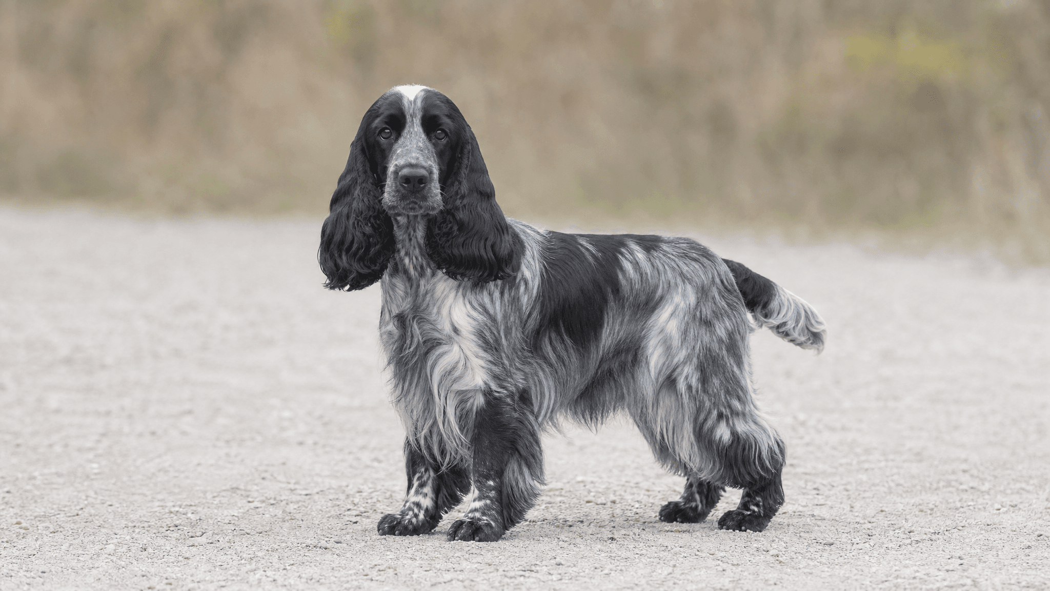 Cocker Spaniel Inglés