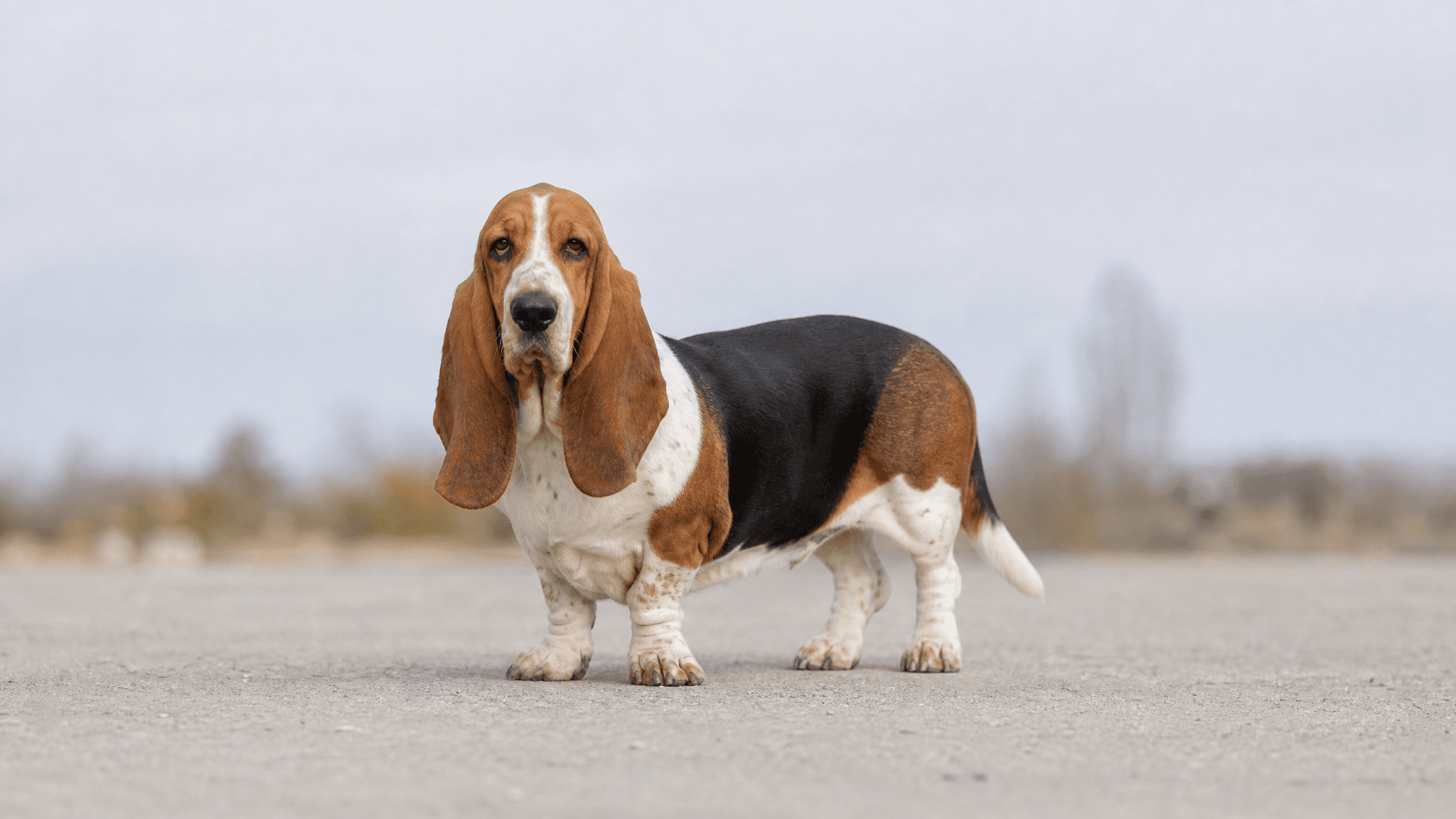 Basset Hound