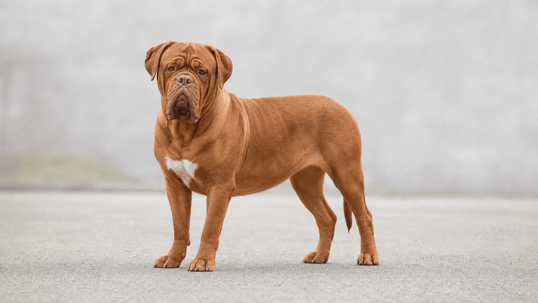 Dogue De Bordeaux