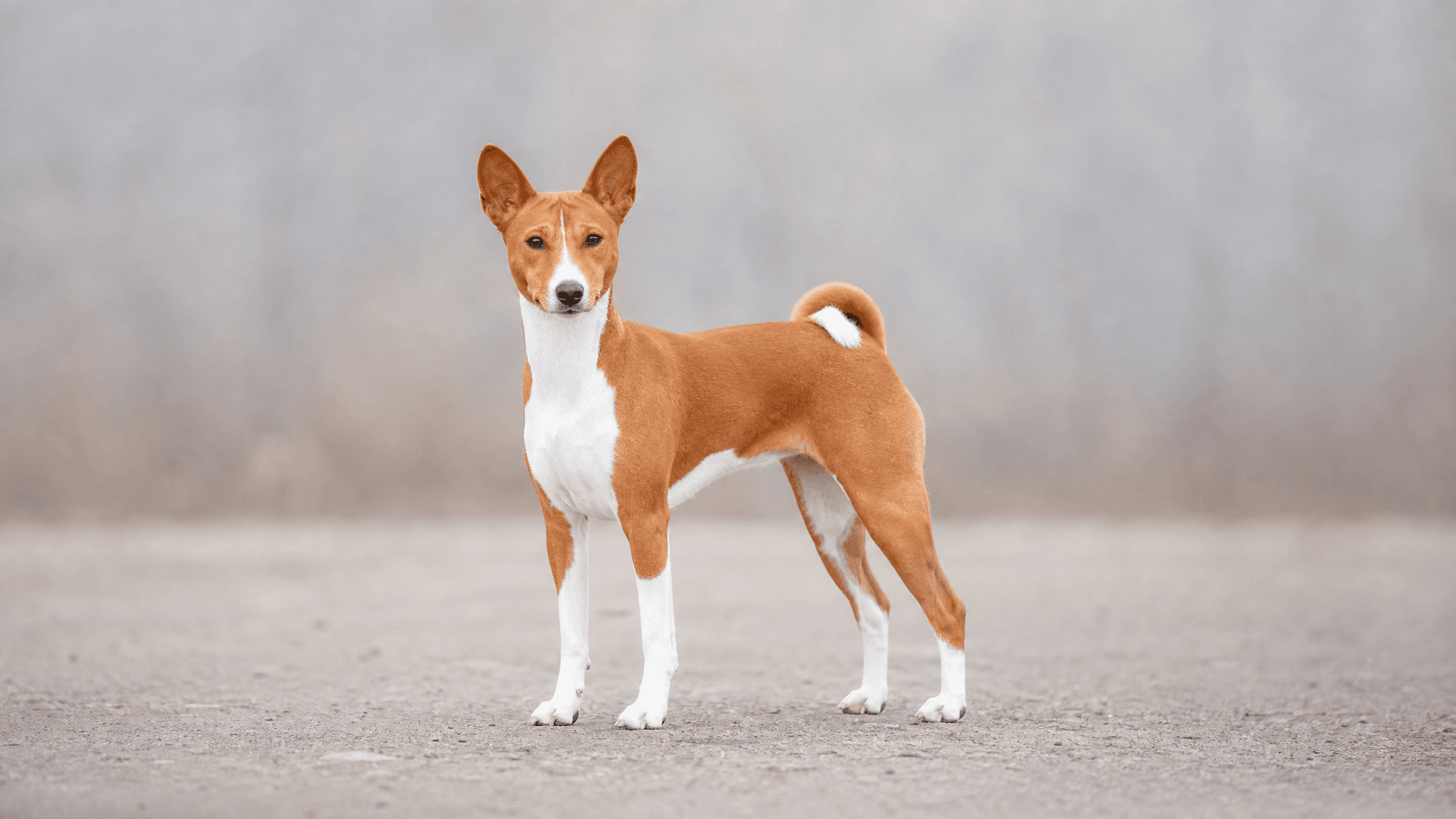 Basenji