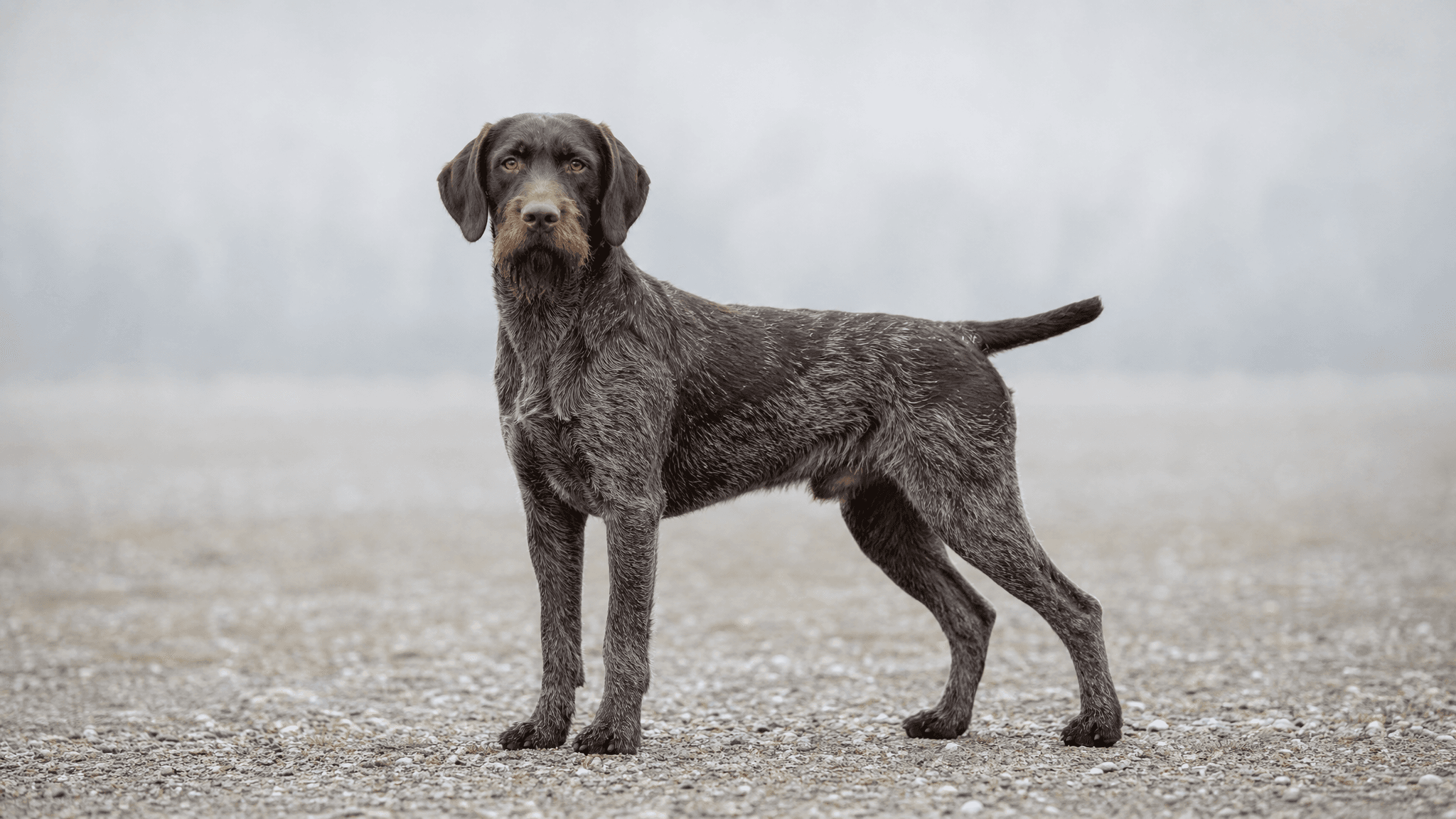 Pudelpointer