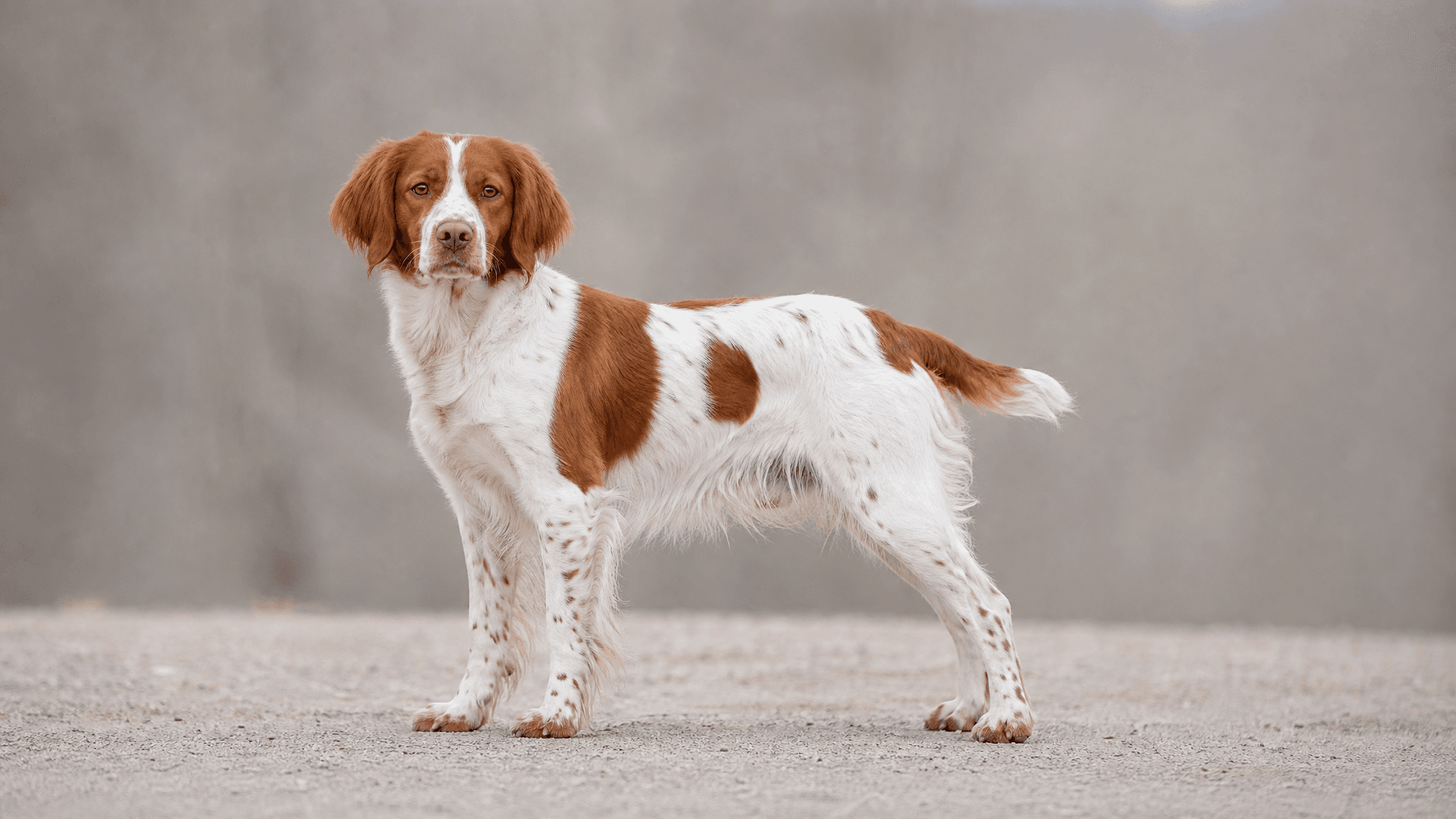Brittany Spaniel