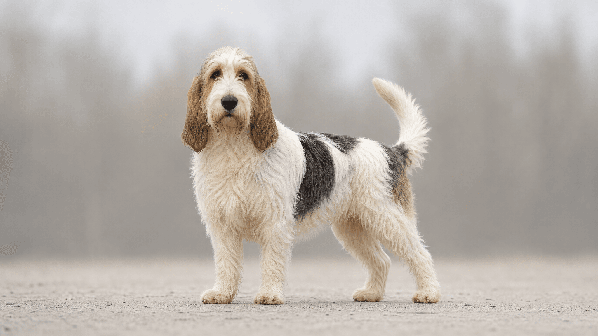 Grande Basset Griffon Da Vendeia