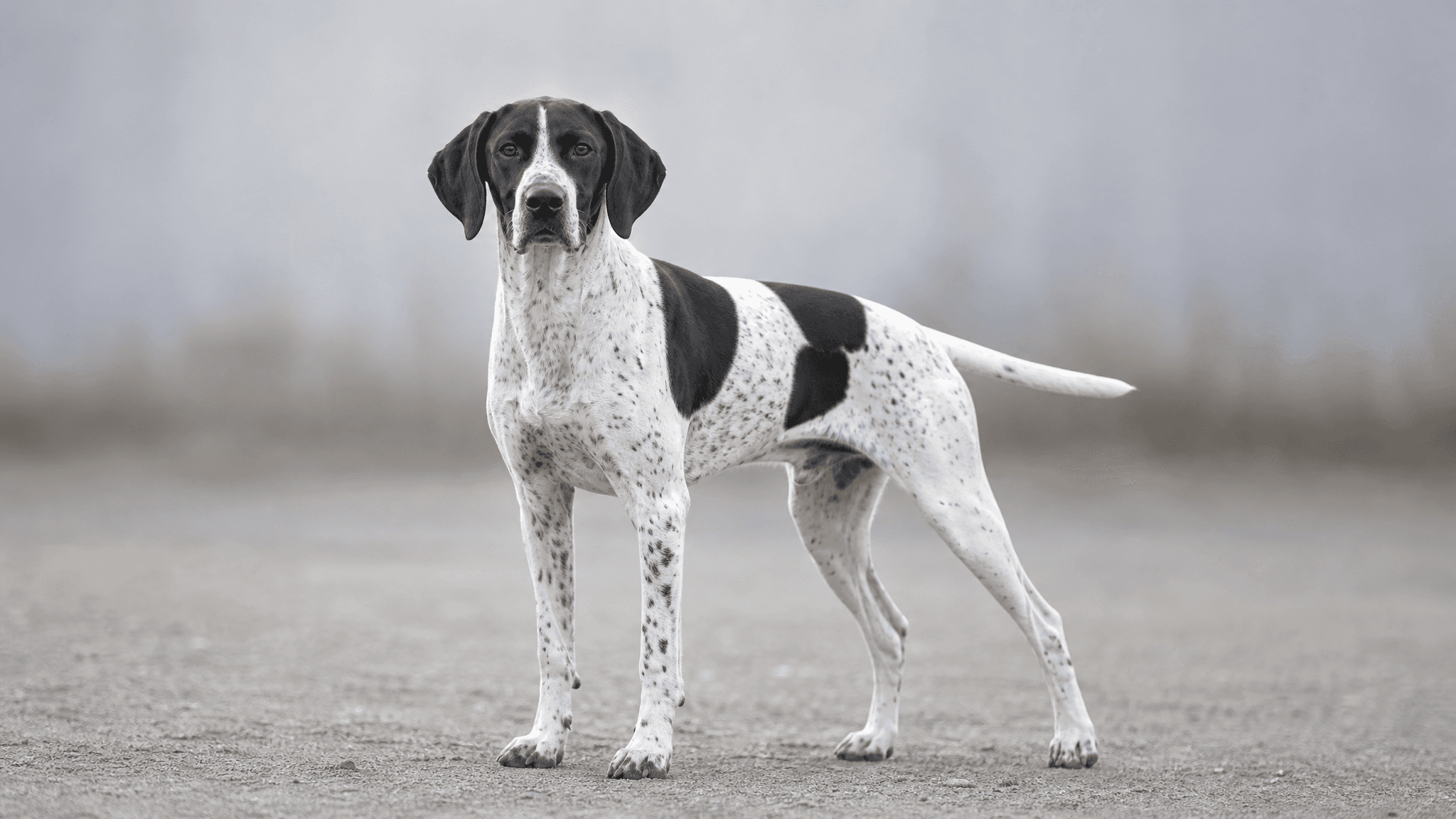 Auvergne Pointer