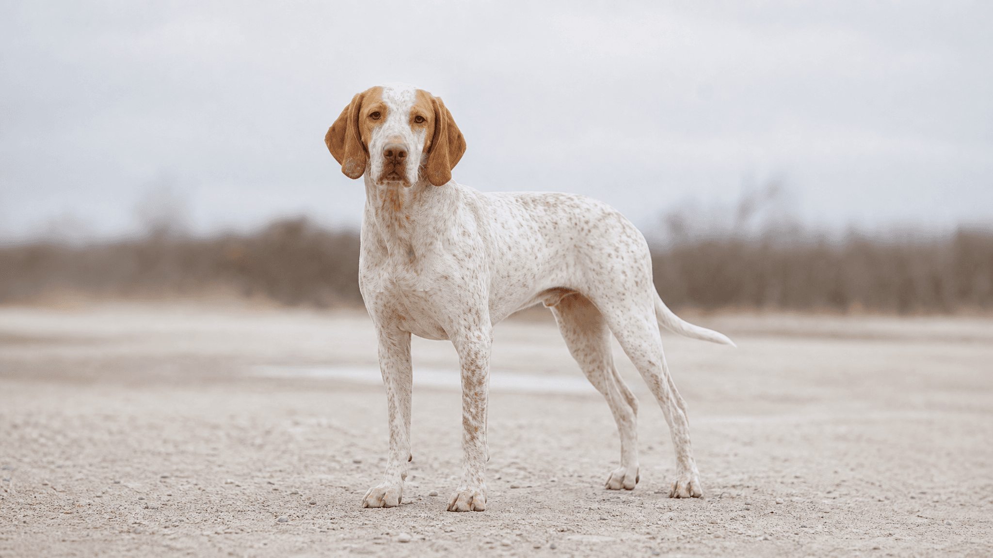 Ariege Pointing Dog