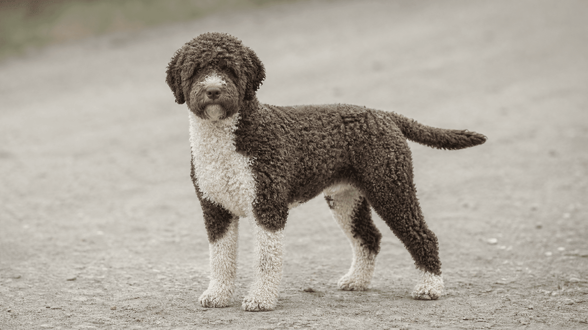 Perro De Agua Español