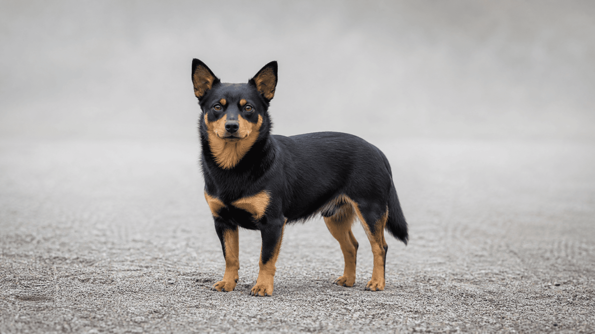 Lancashire Heeler