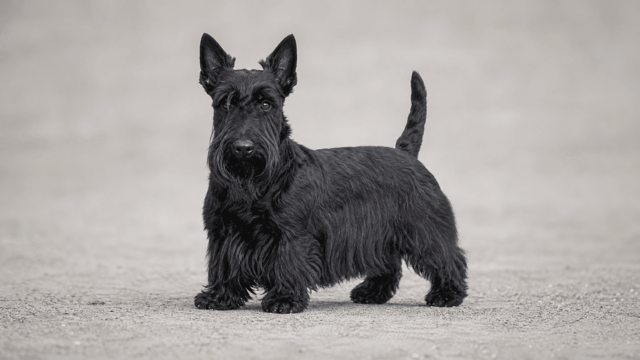 Scottish Terrier