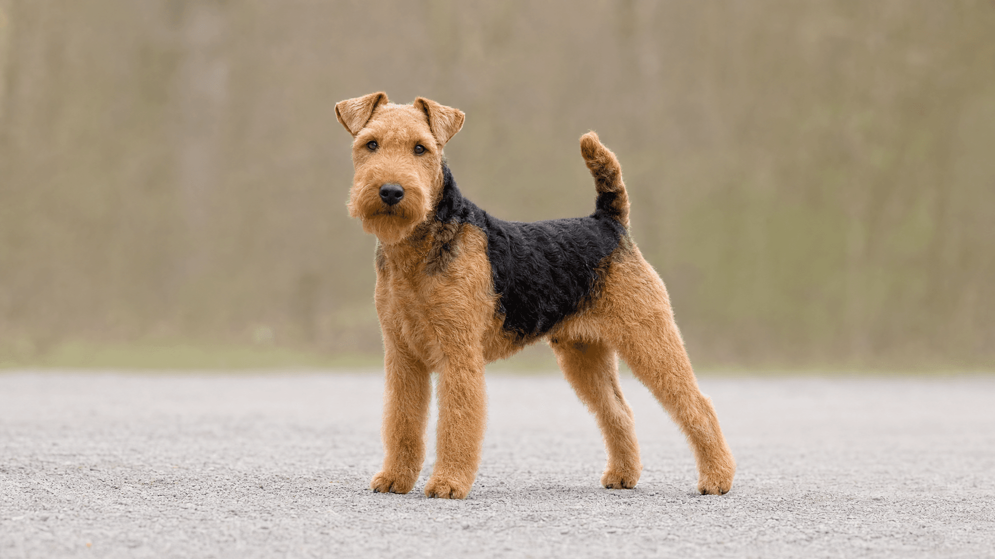 Lakeland Terrier