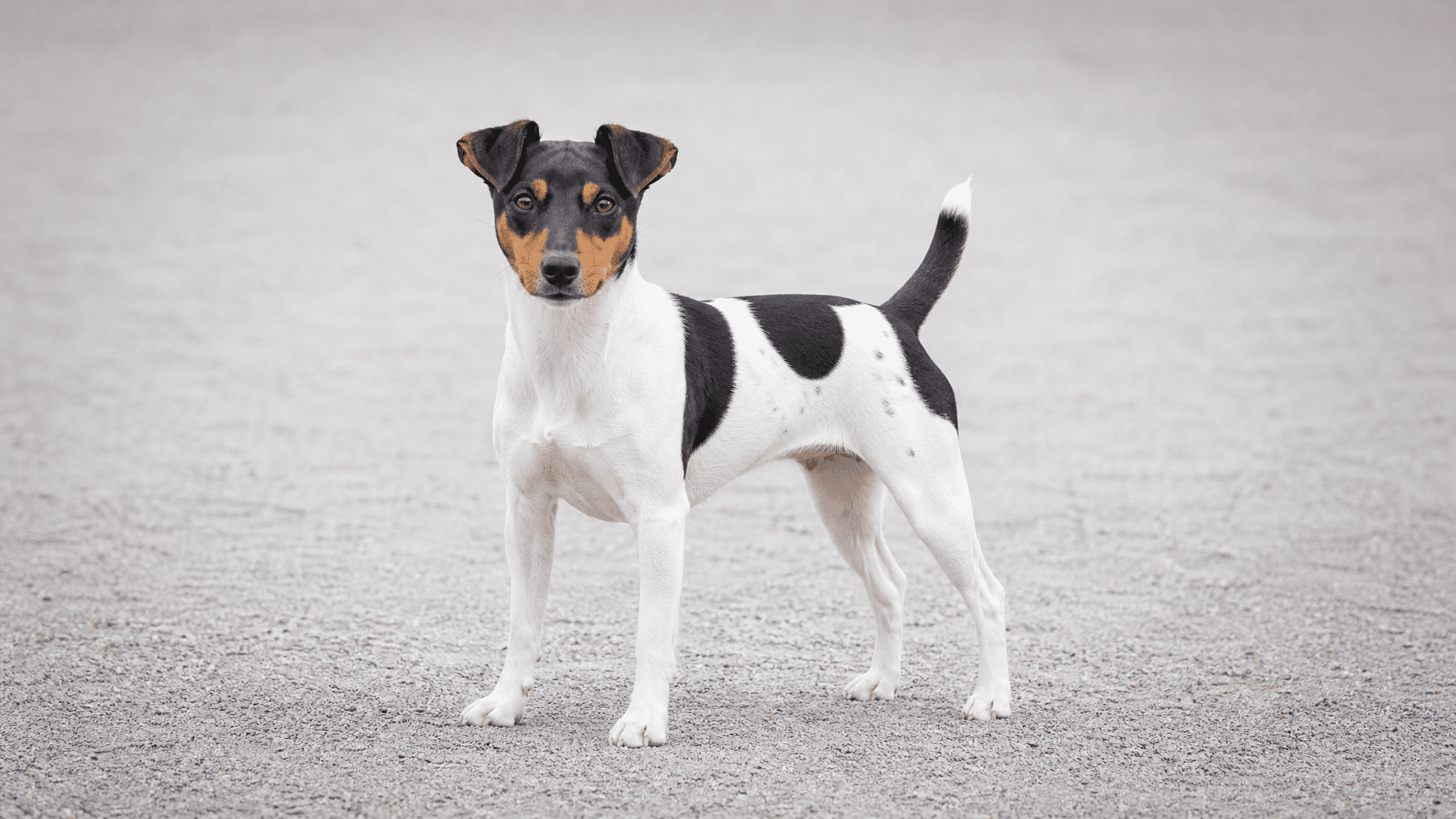 Terrier Brasileiro