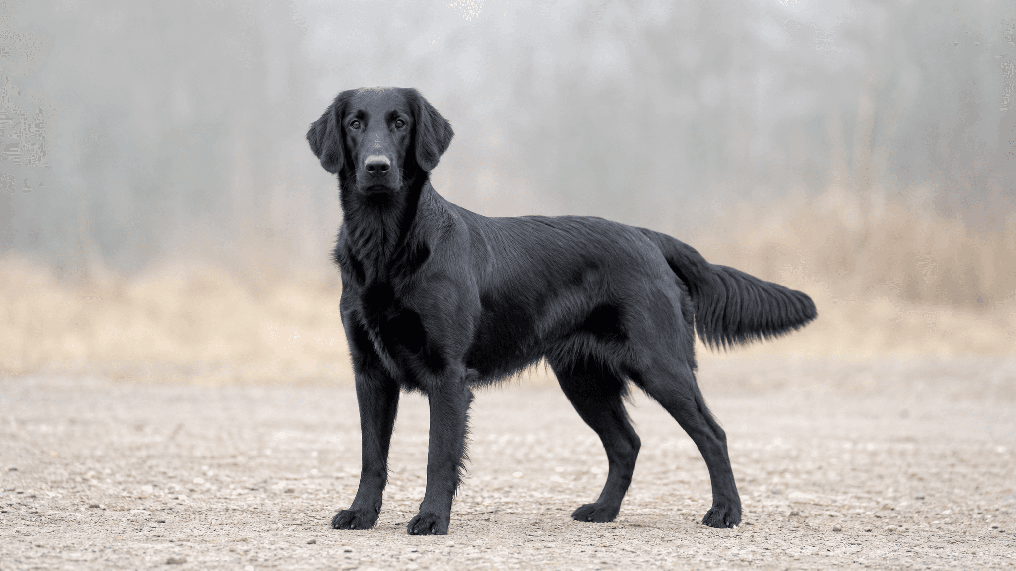 Retriever De Pelo Liso