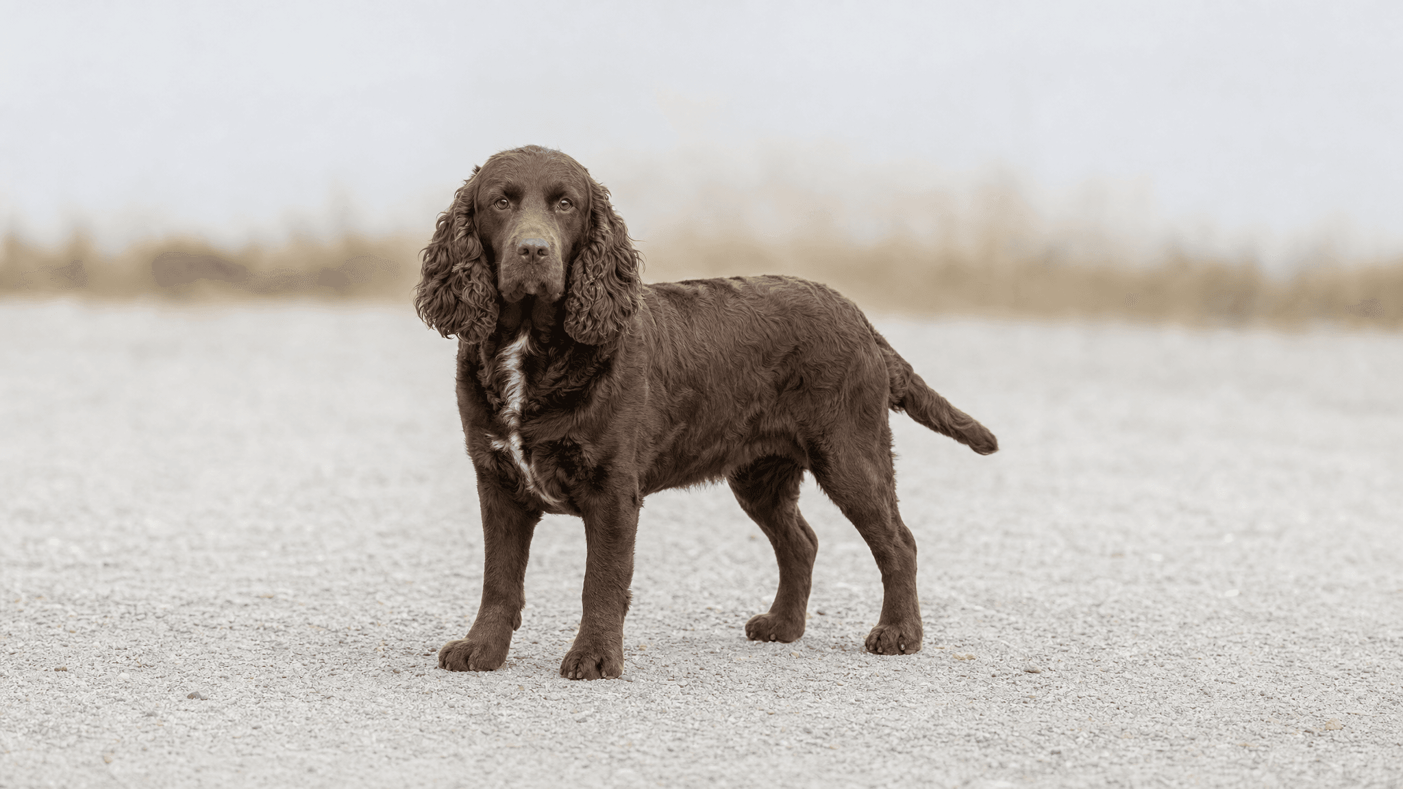 Boykin Spaniel