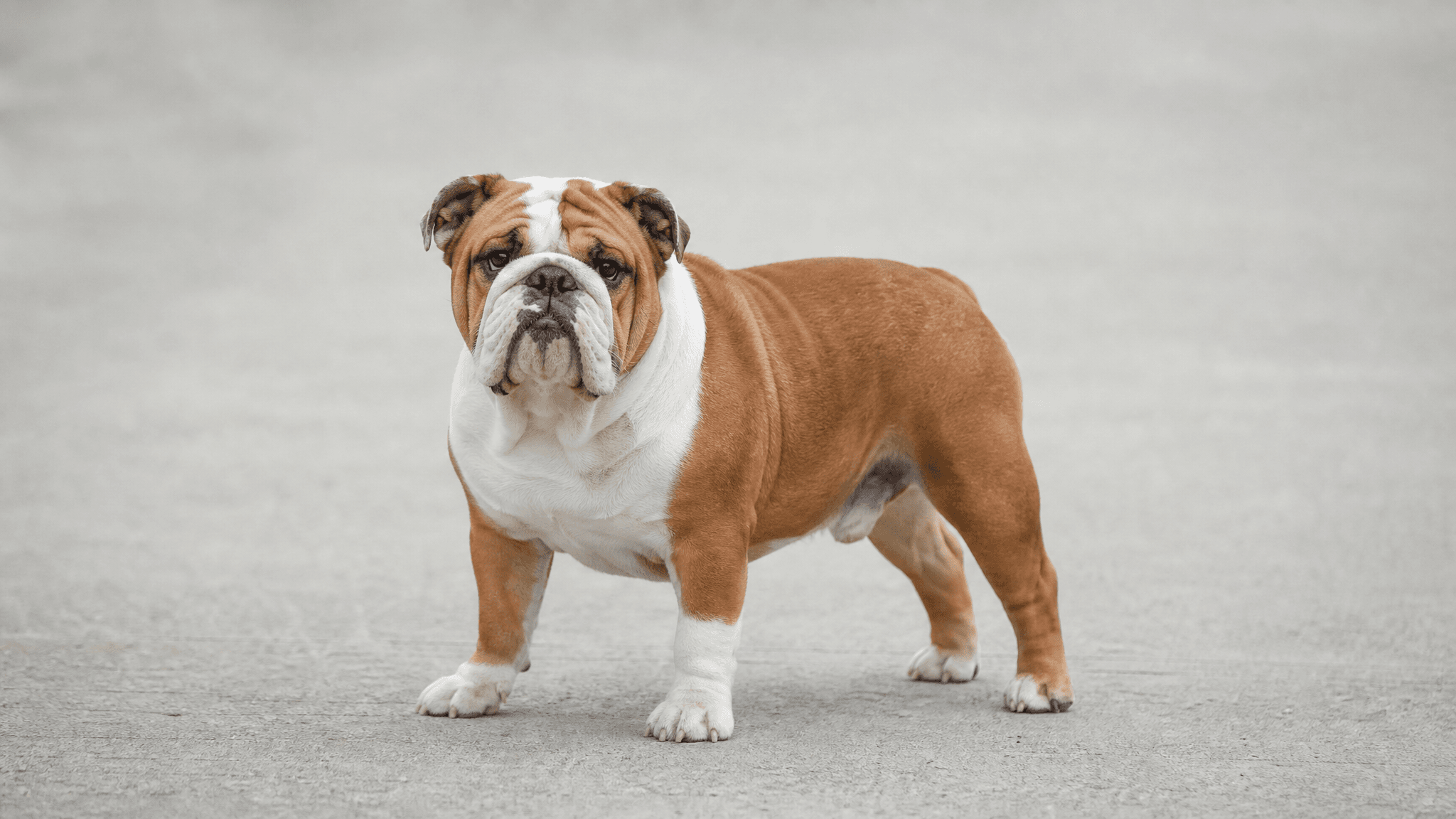 Bulldog Inglês