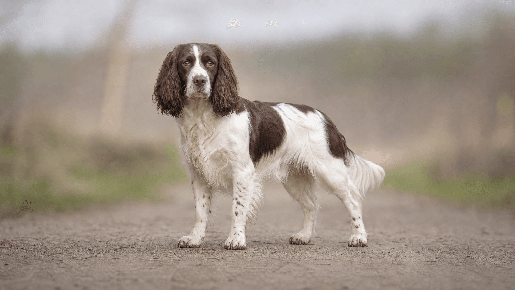 Springer Spaniel Inglés