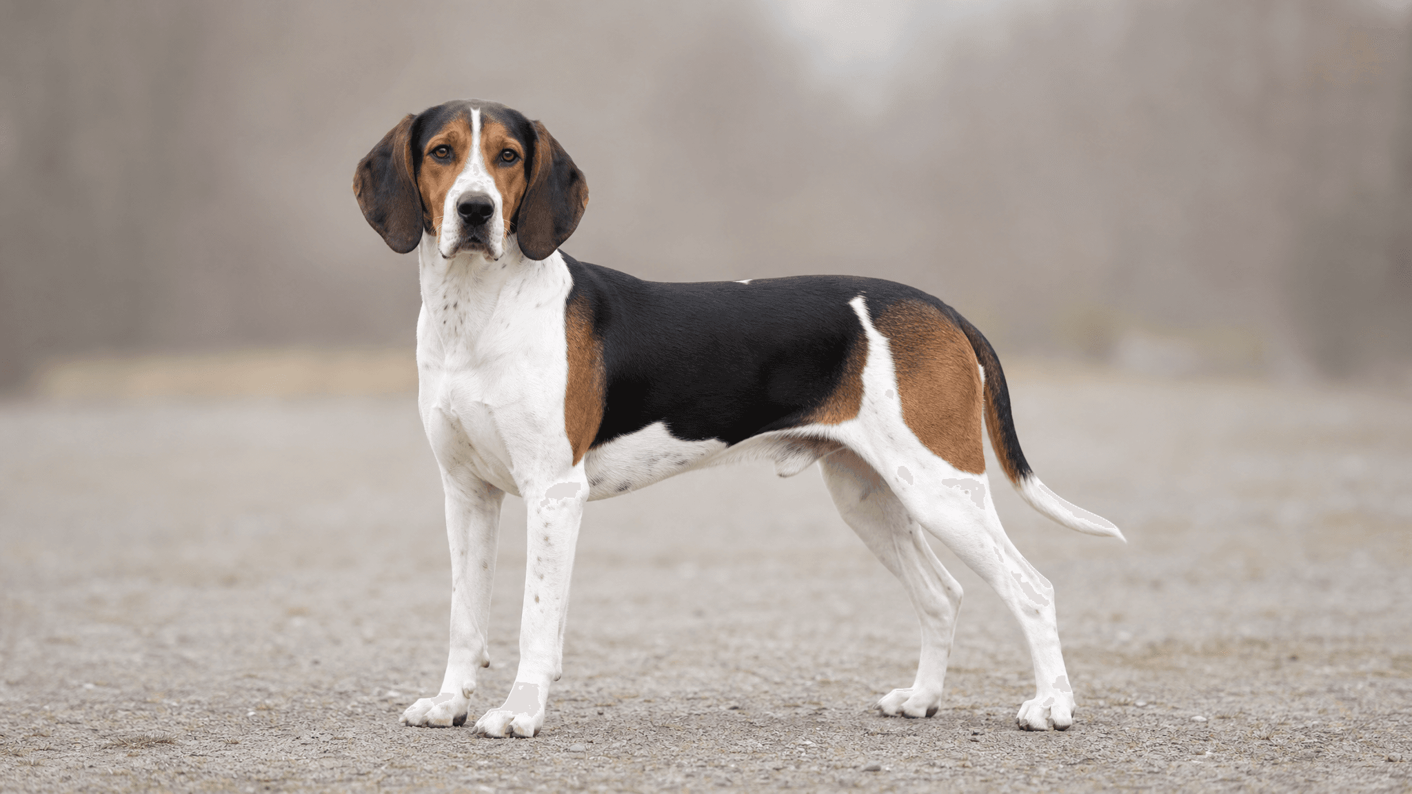 Cão De Caça Ao Guaxinim Walker