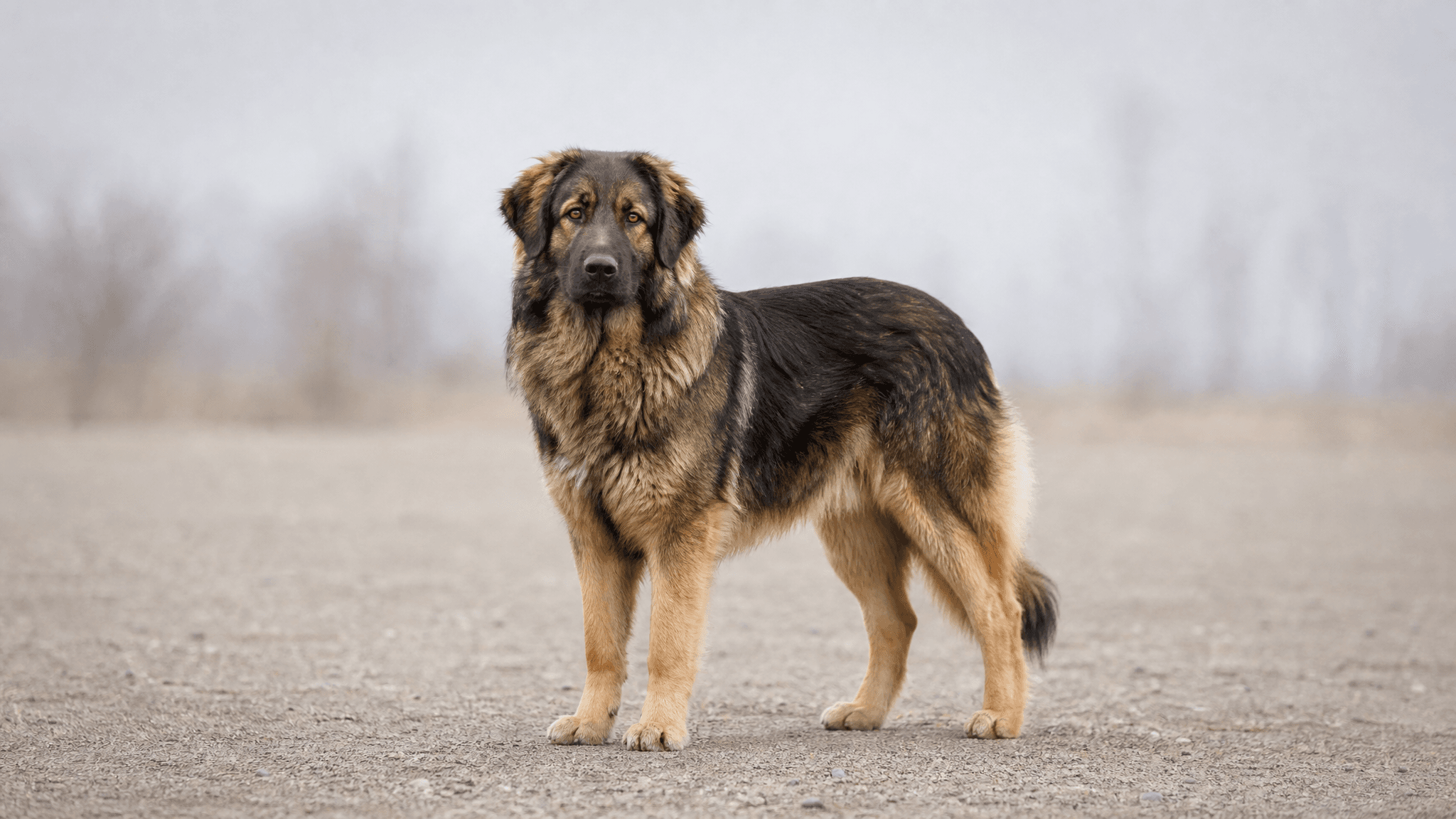 Cão De Pastor Romeno Dos Cárpatos