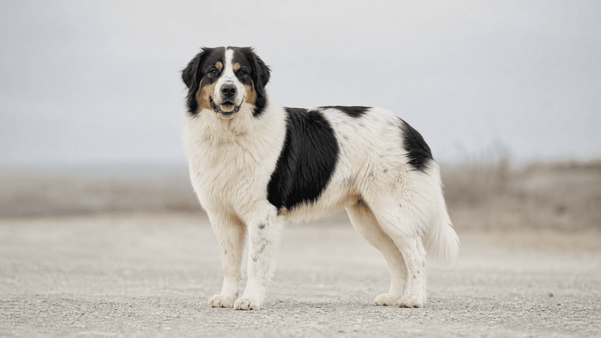 Cão De Pastor Da Bósnia E Herzegovina E Da Croácia