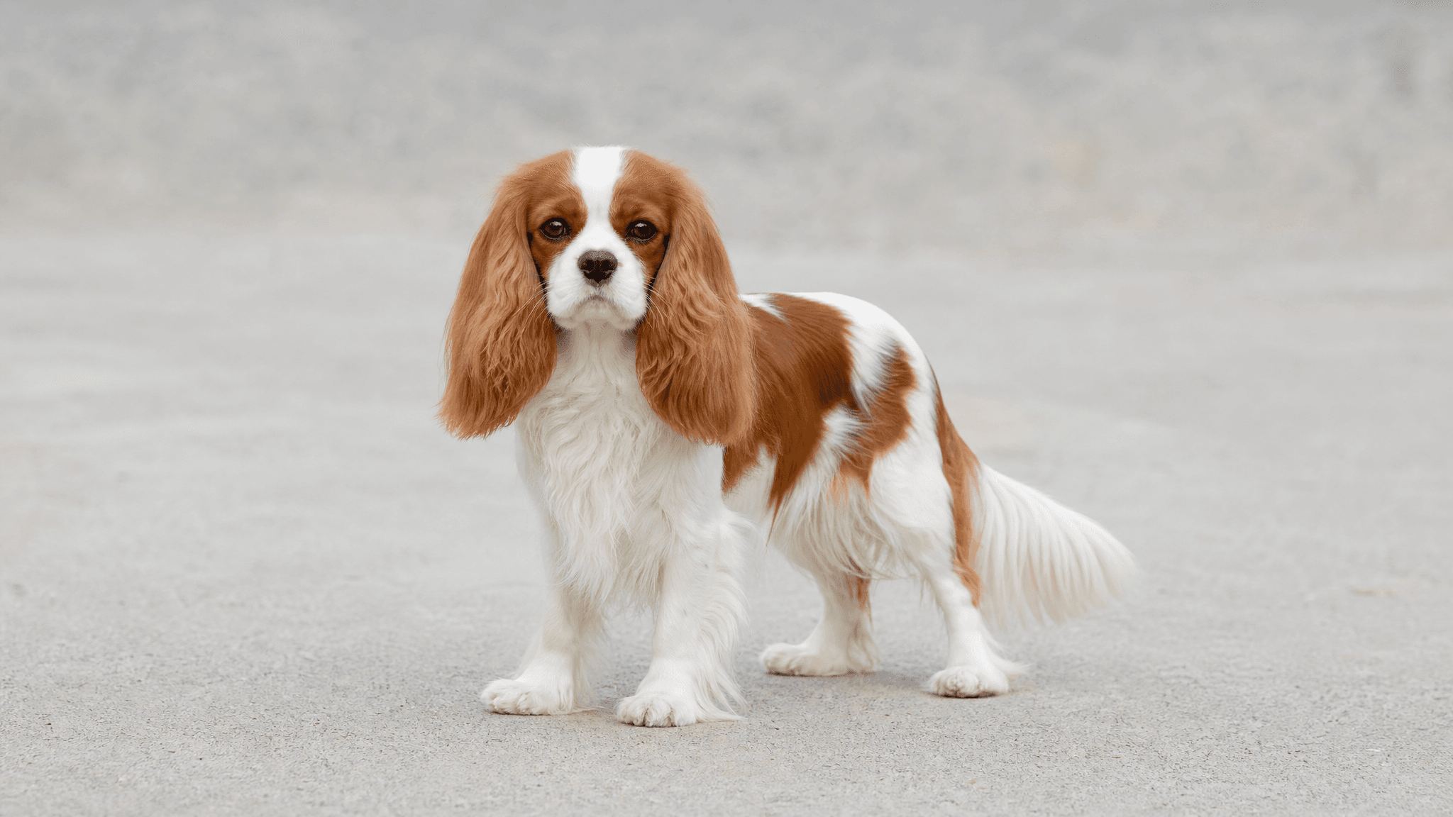 Cavalier King Charles Spaniel