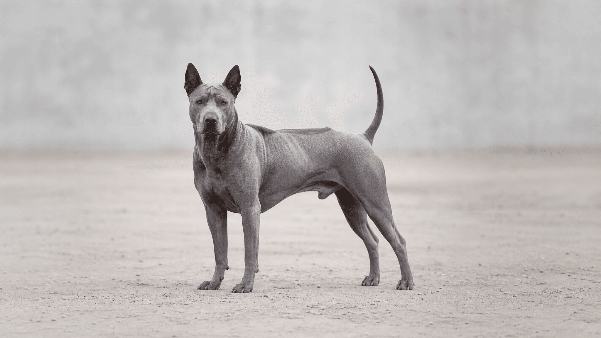 Thai Ridgeback Dog