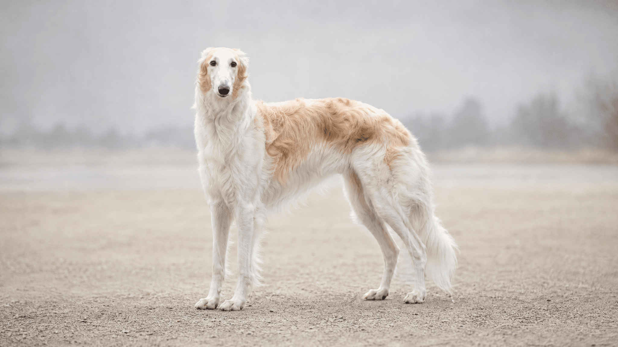 Polish Greyhound