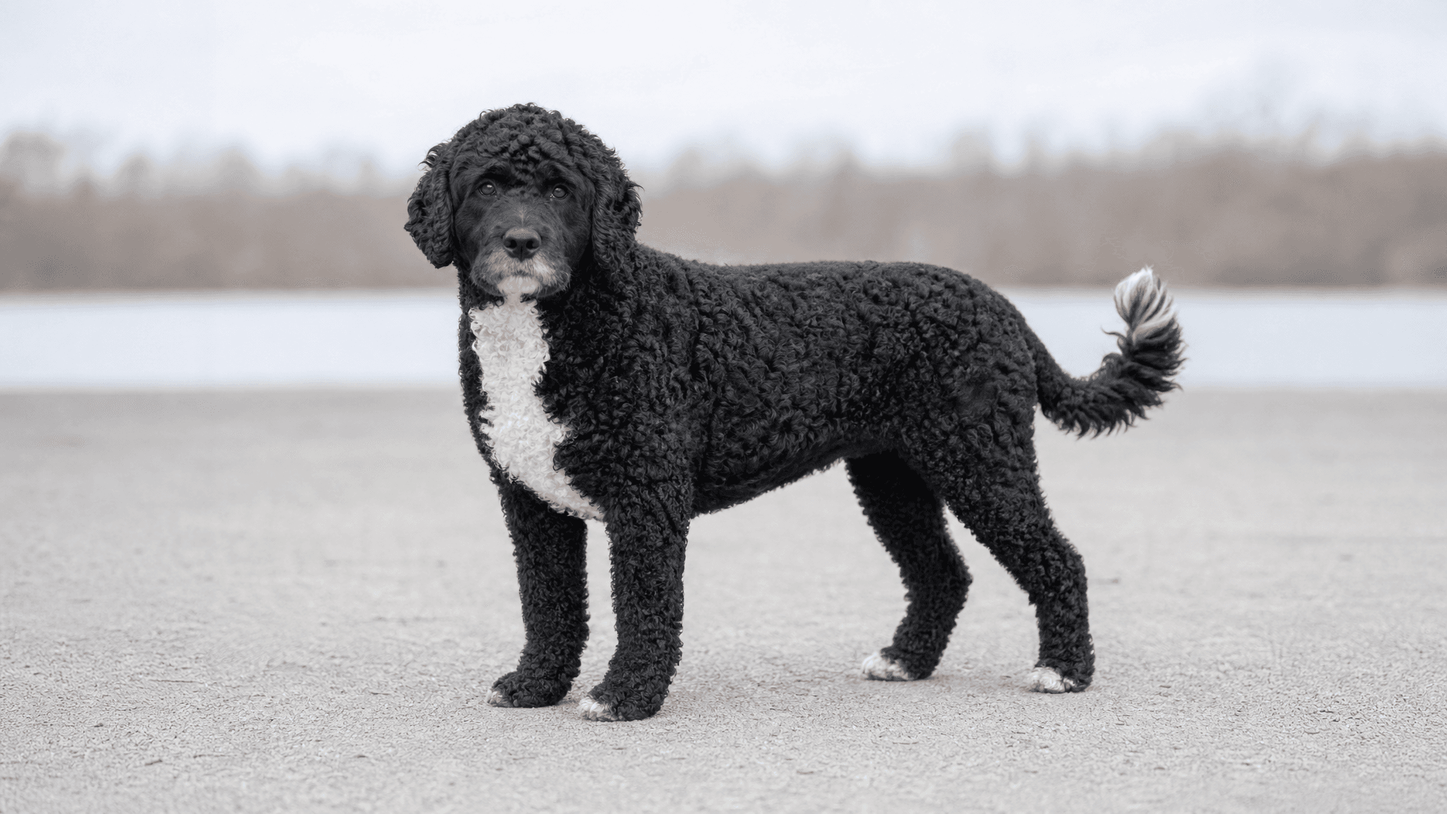 Cão De Água Português