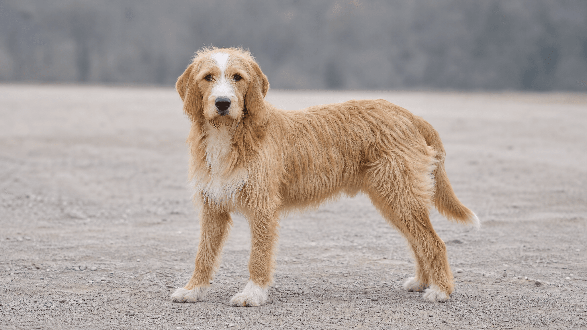 Bosnian Broken-Haired Hound - Called Barak