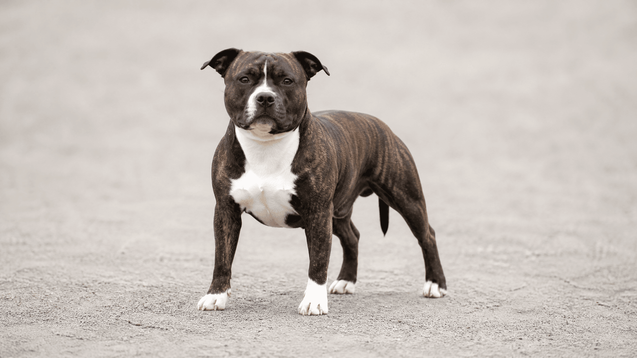 Staffordshire Bull Terrier