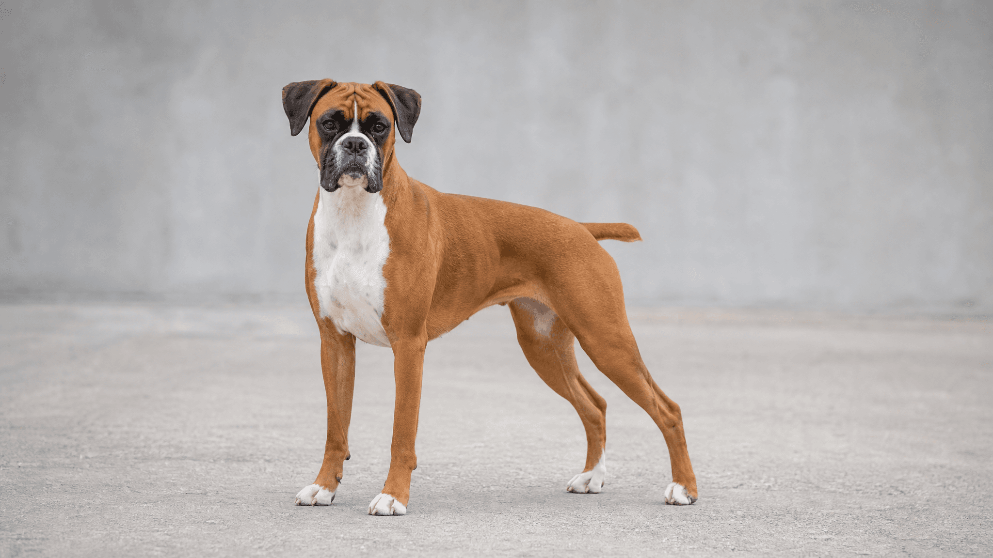 Boxer