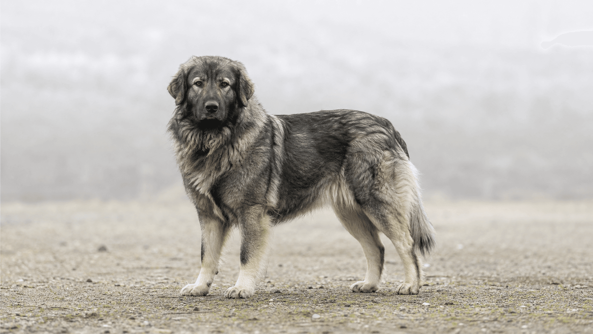 Yugoslavian Shepherd Dog - Sharplanina