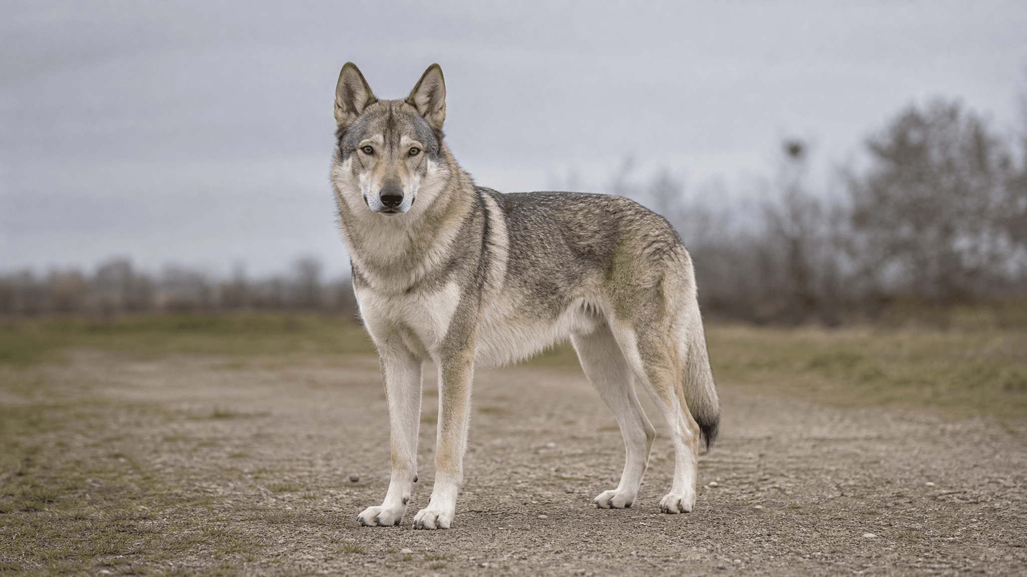 Cão De Lobo De Saarloos