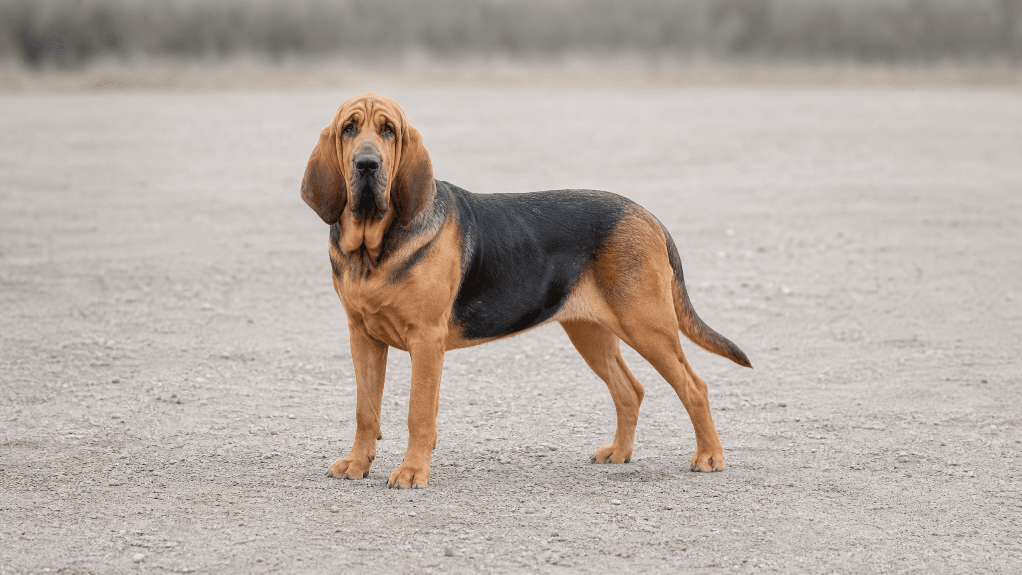 Bloodhound