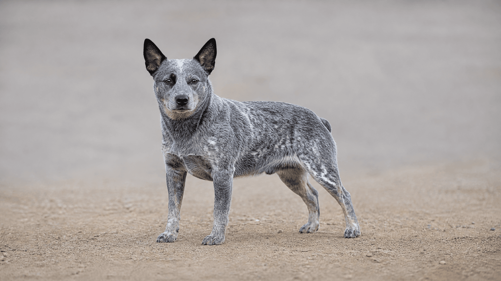 Australian Stumpy Tail Cattle Dog