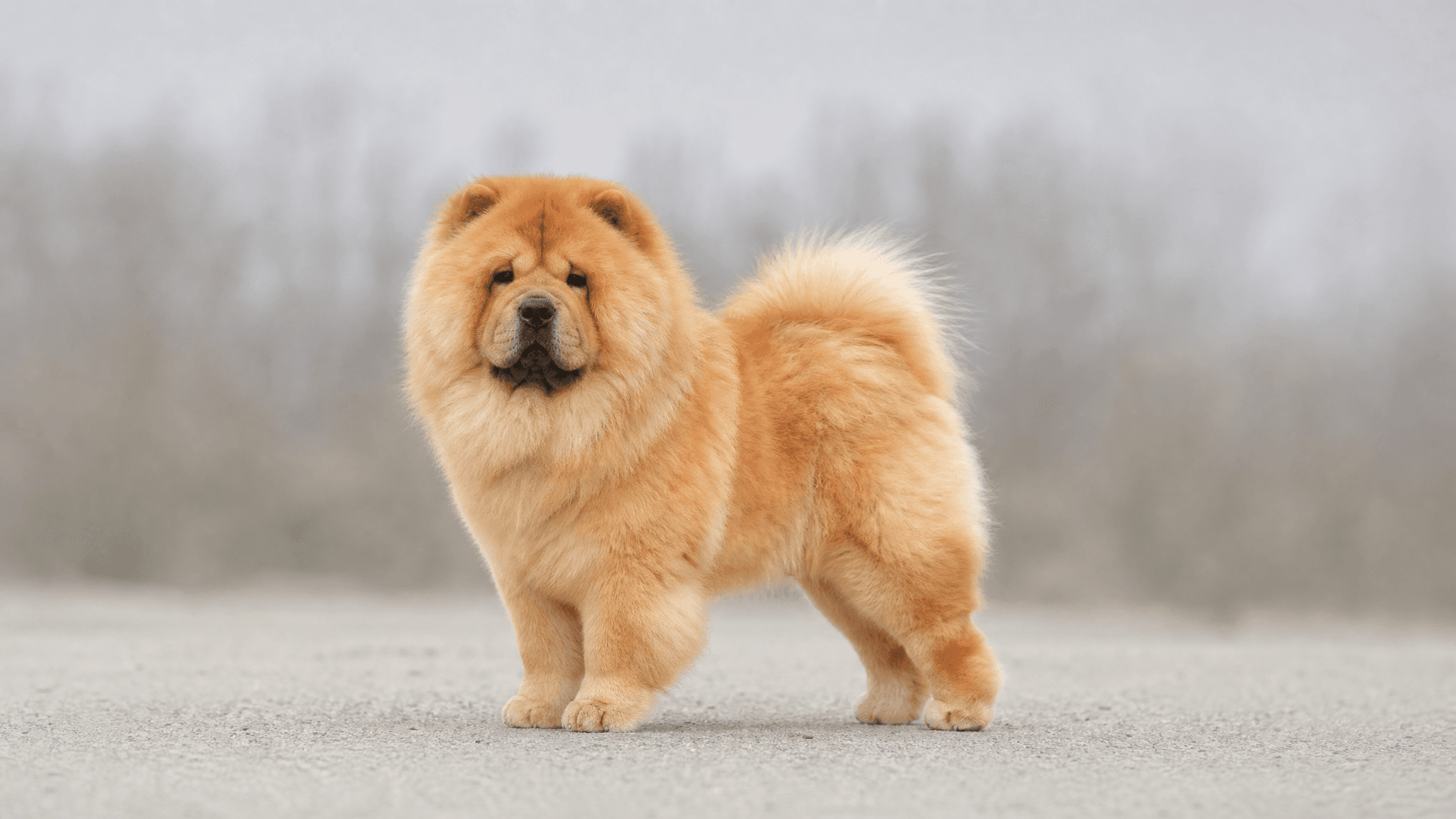 Chow Chow