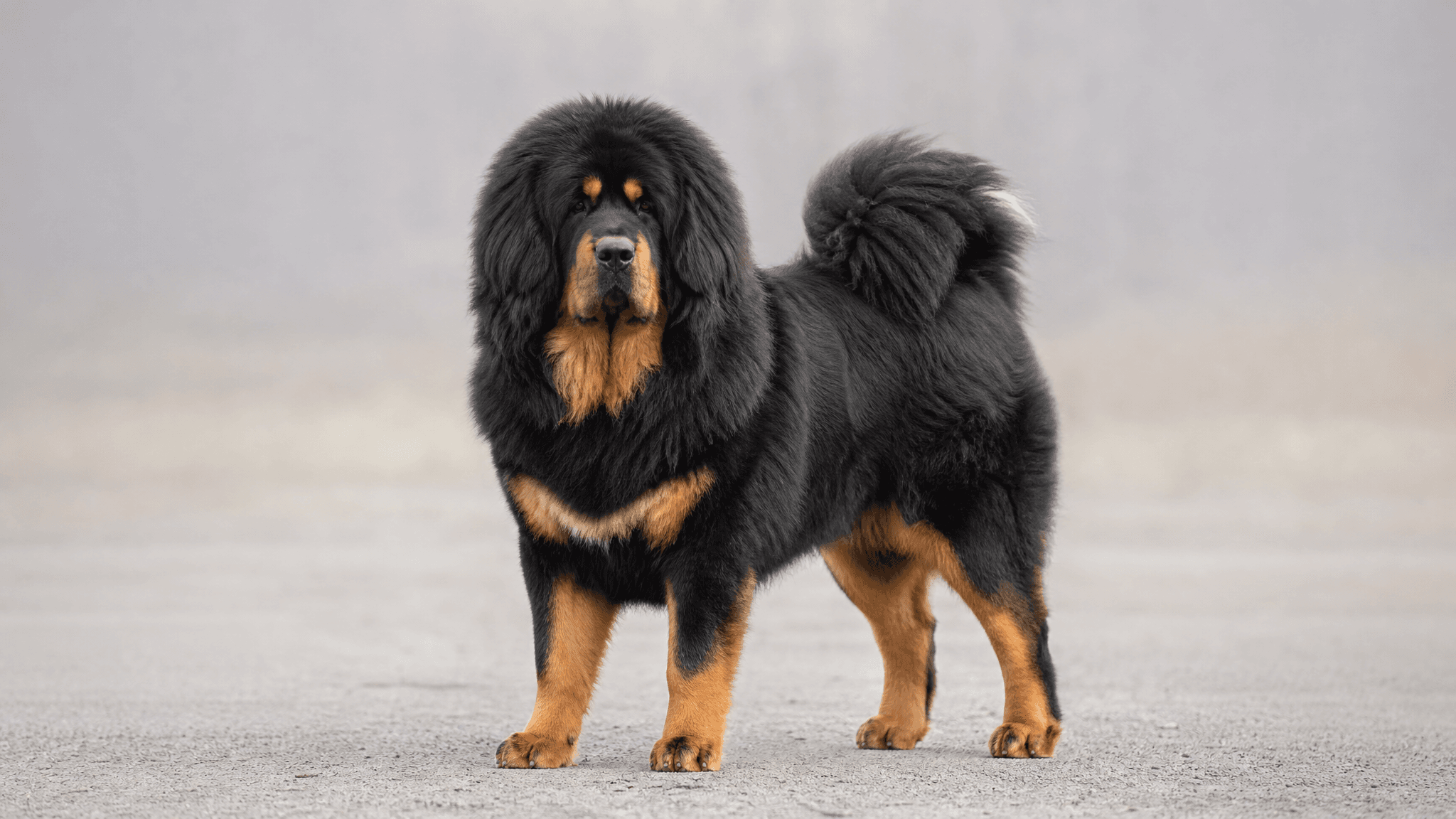 Mastim Tibetano