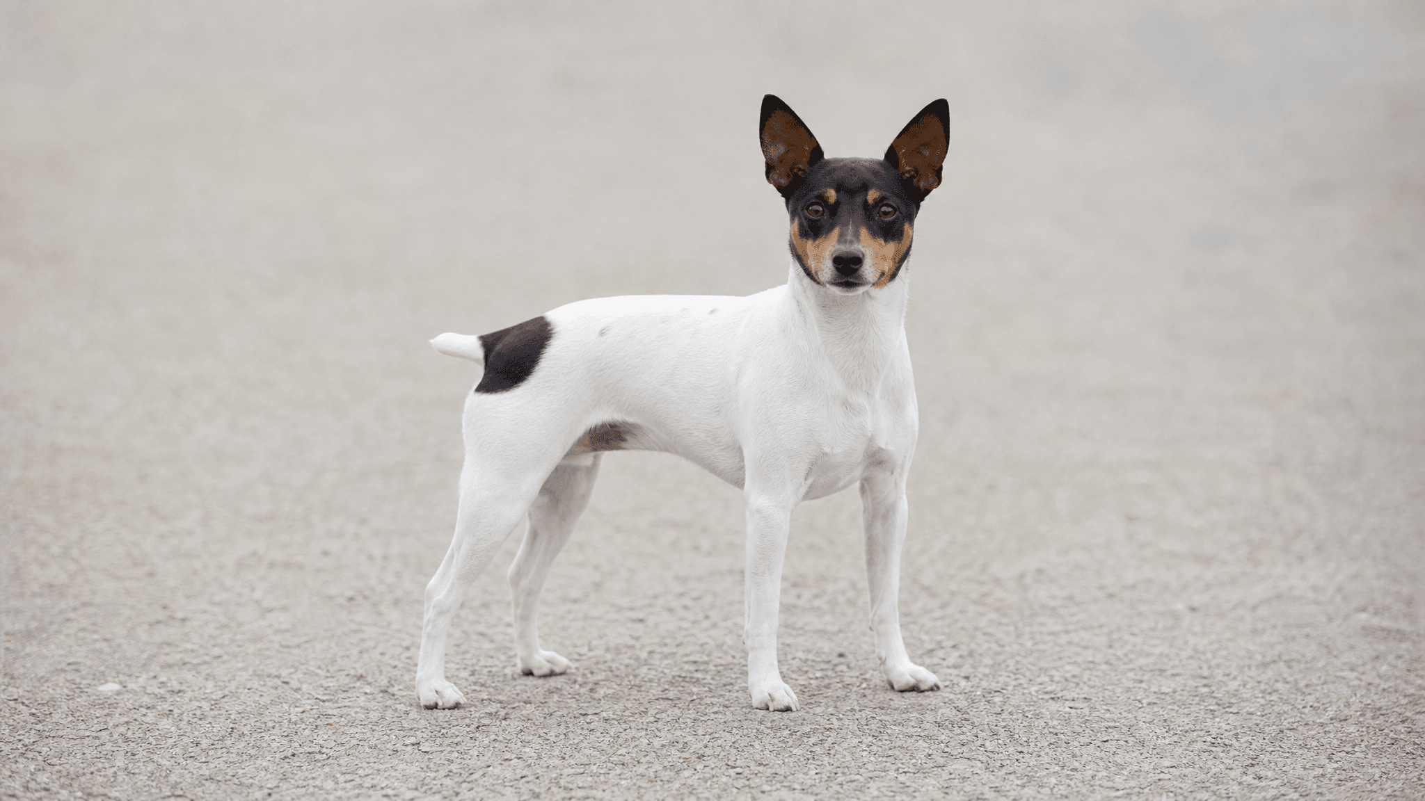 Terrier Japonés