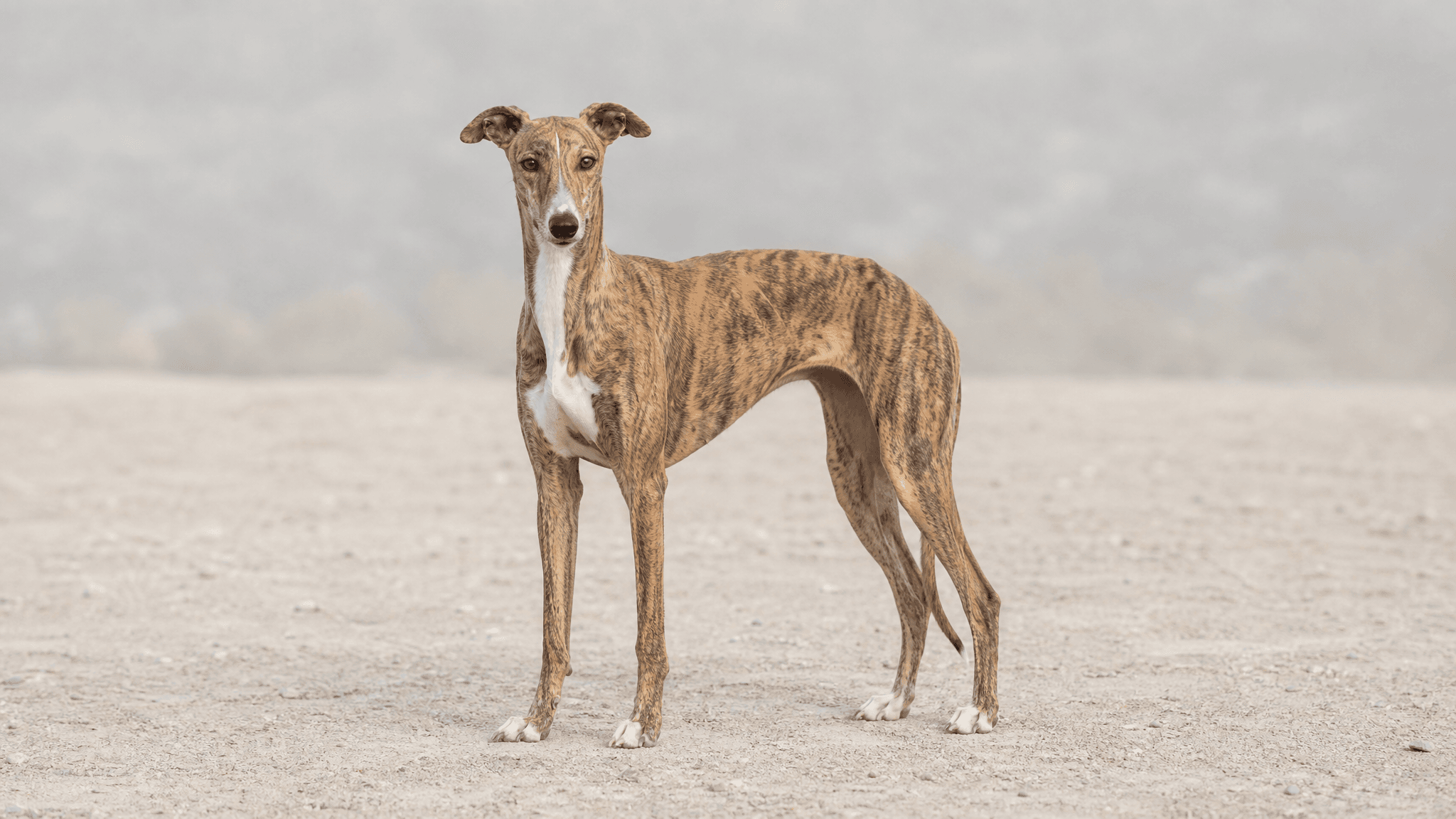 Galgo Español