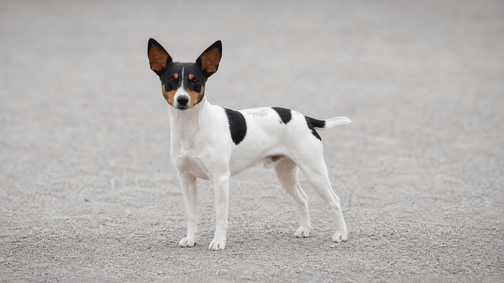 Ratonero Bodeguero Andaluz